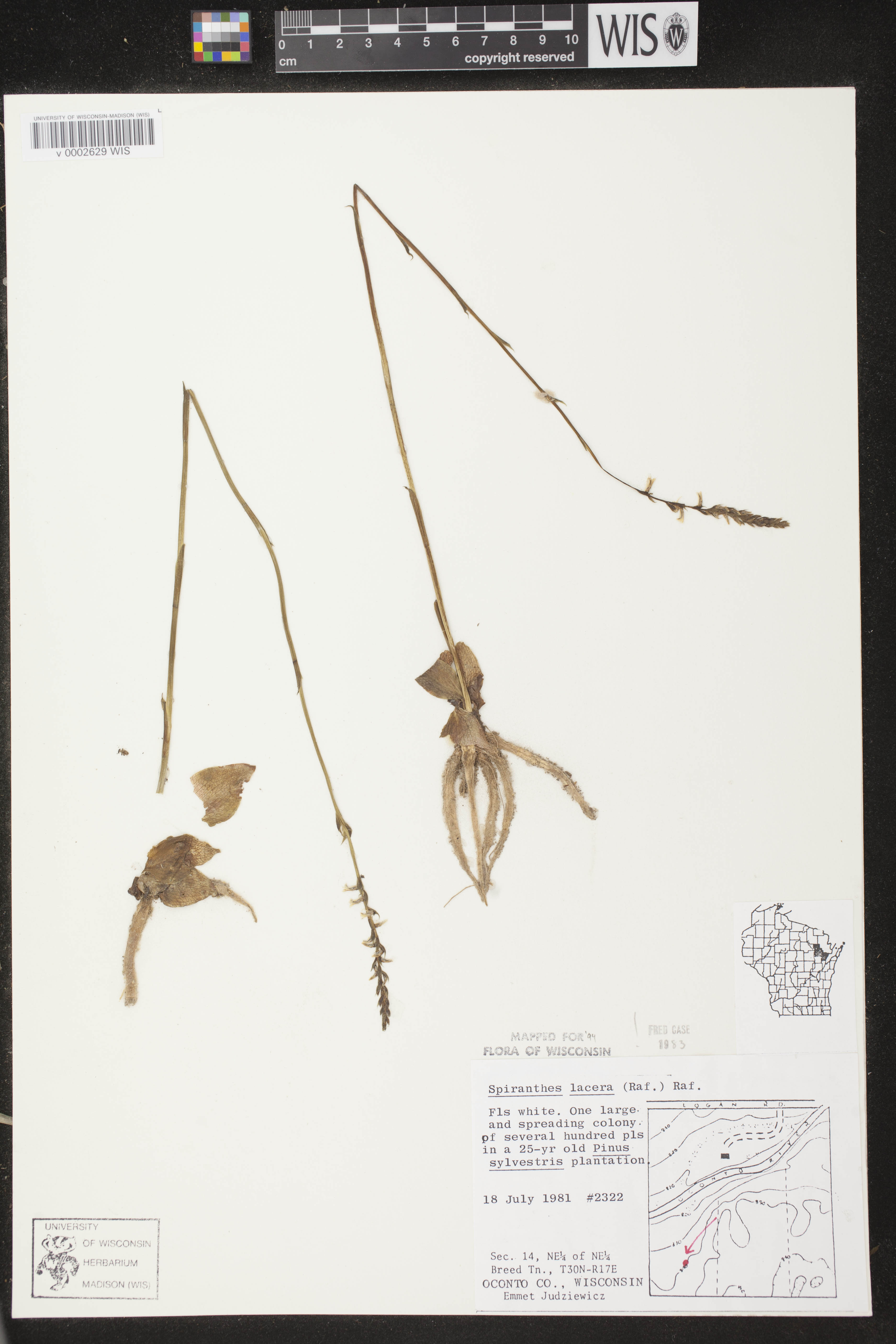 Spiranthes lacera var. lacera image