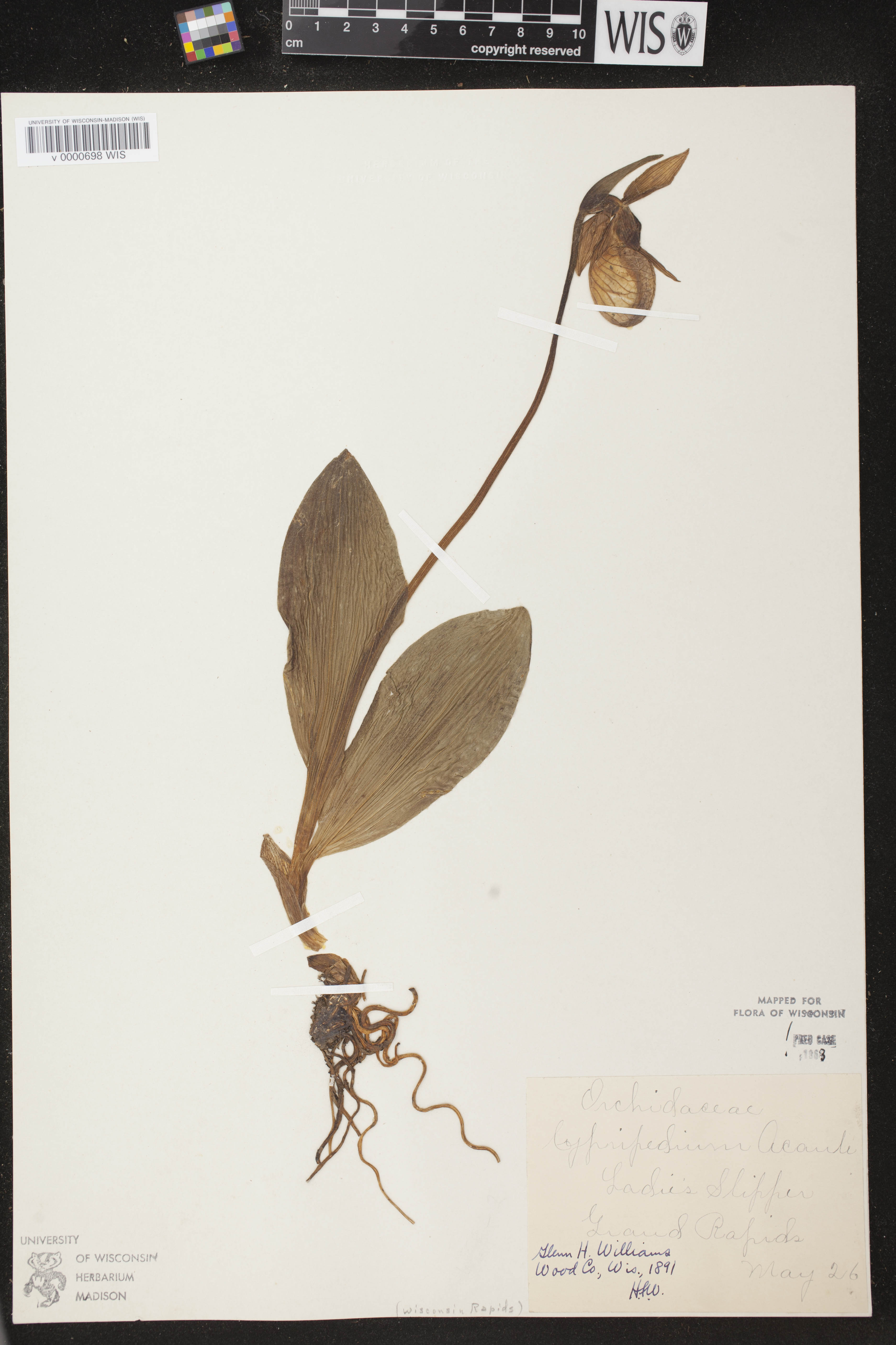 Cypripedium acaule image