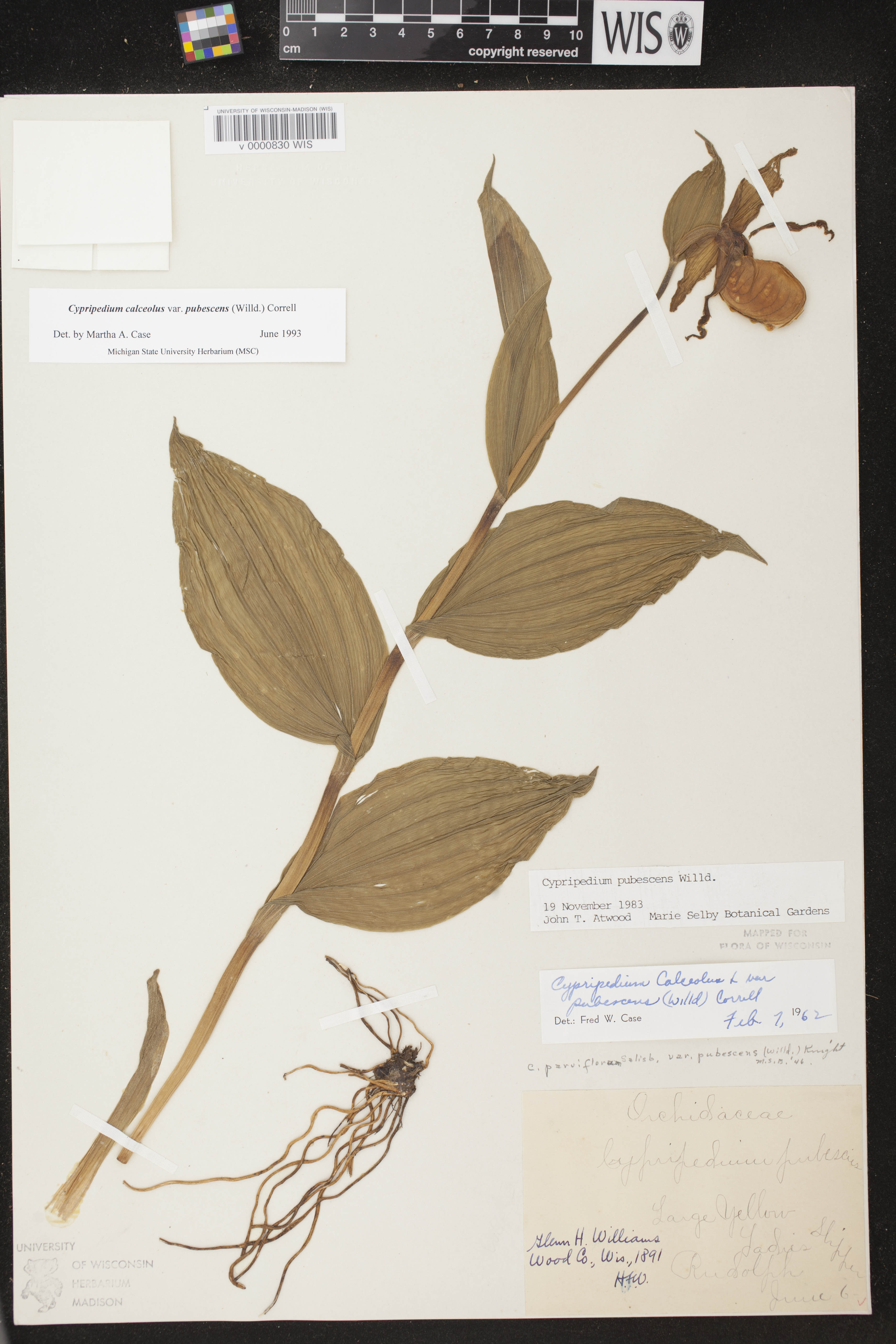 Cypripedium parviflorum var. pubescens image