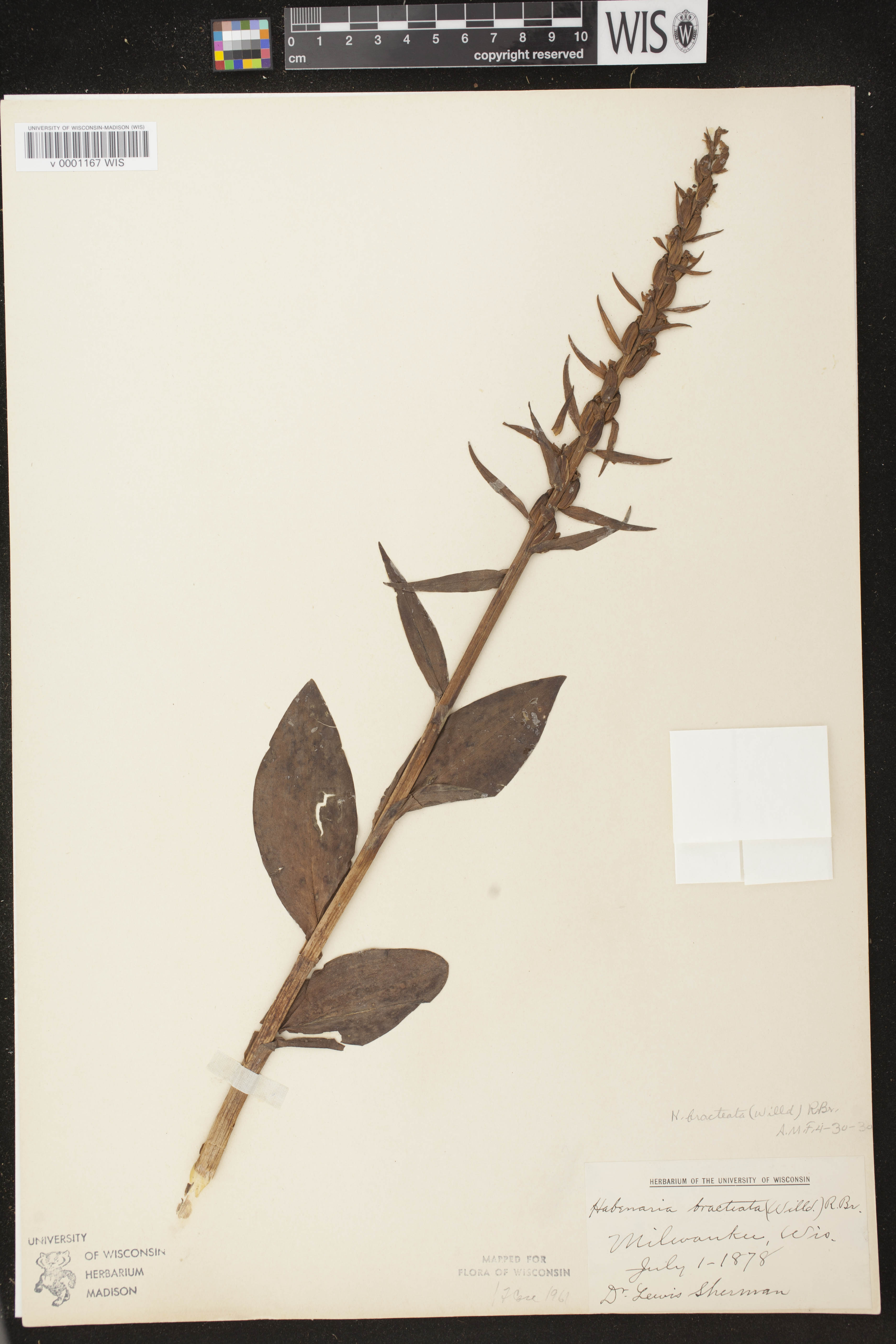 Coeloglossum viride var. virescens image