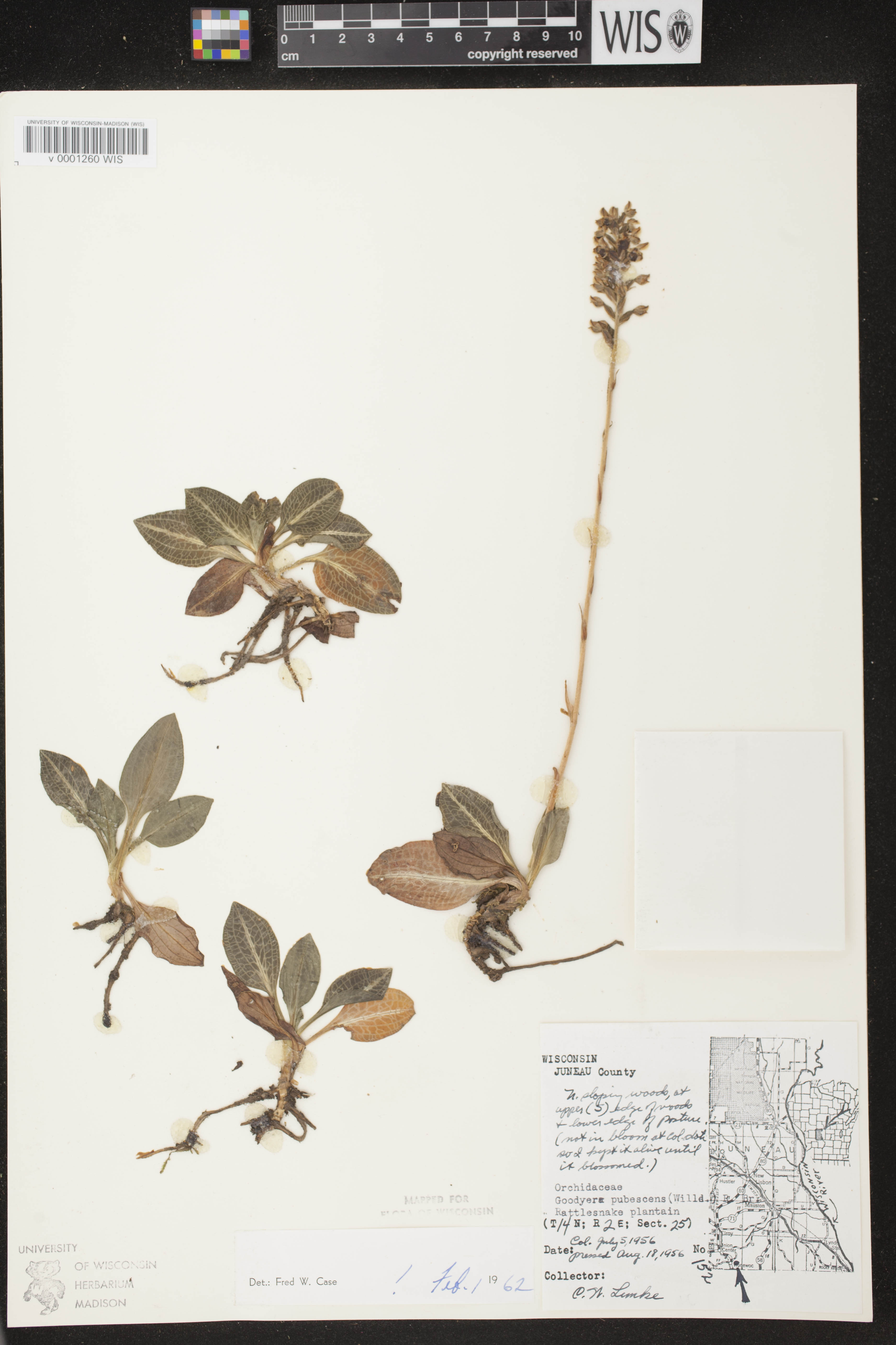 Goodyera pubescens image