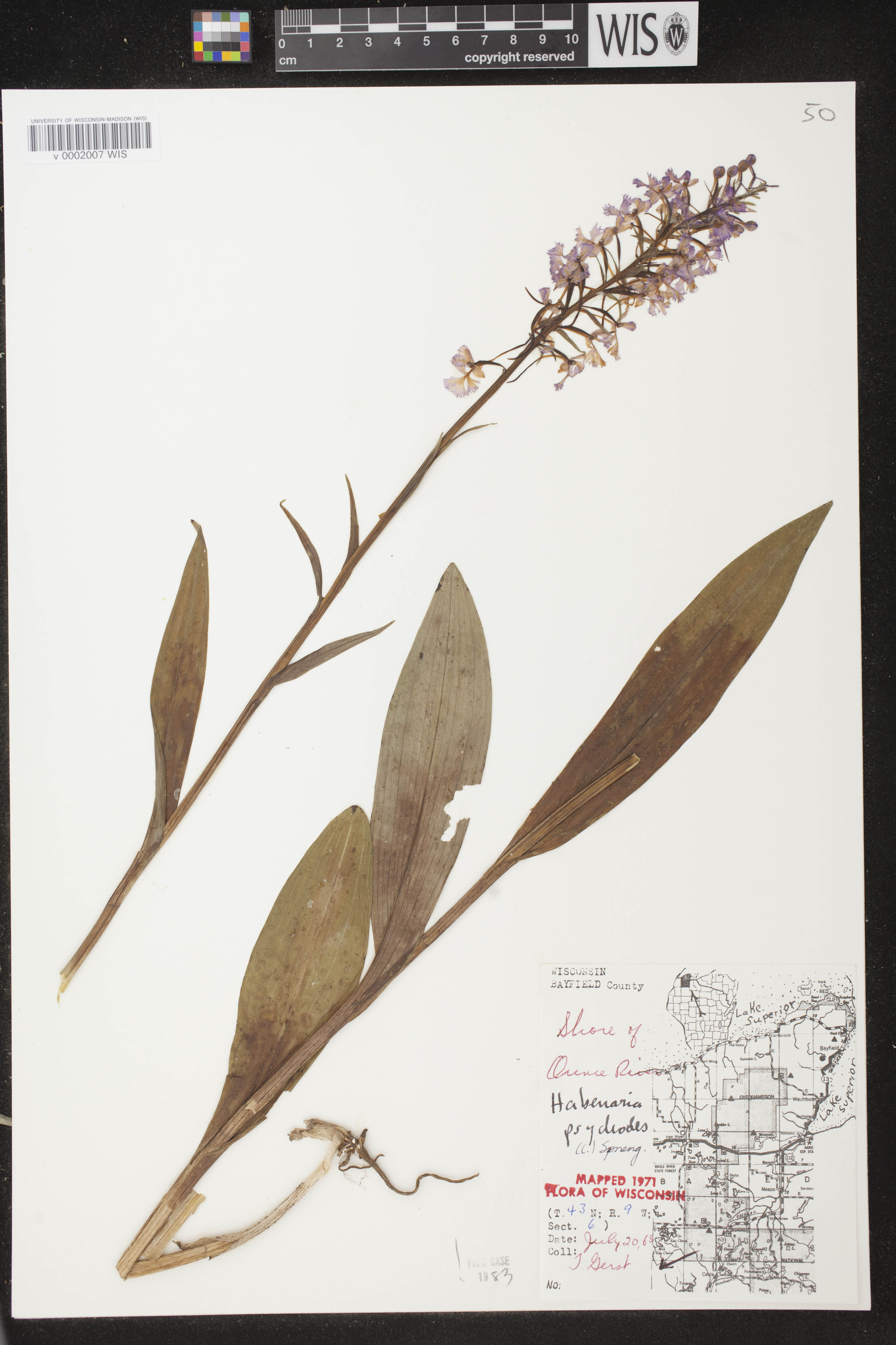 Platanthera psycodes image