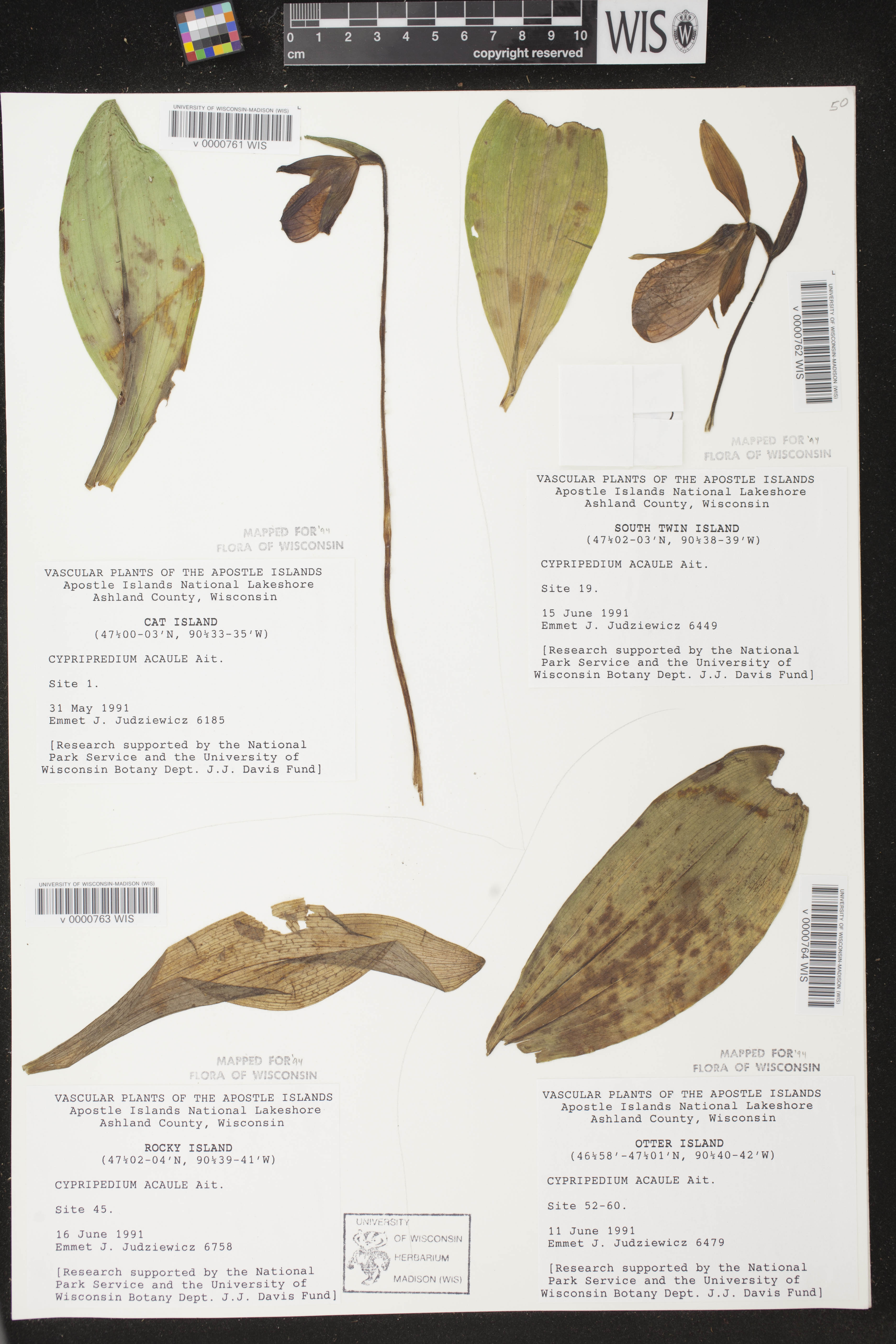 Cypripedium acaule image