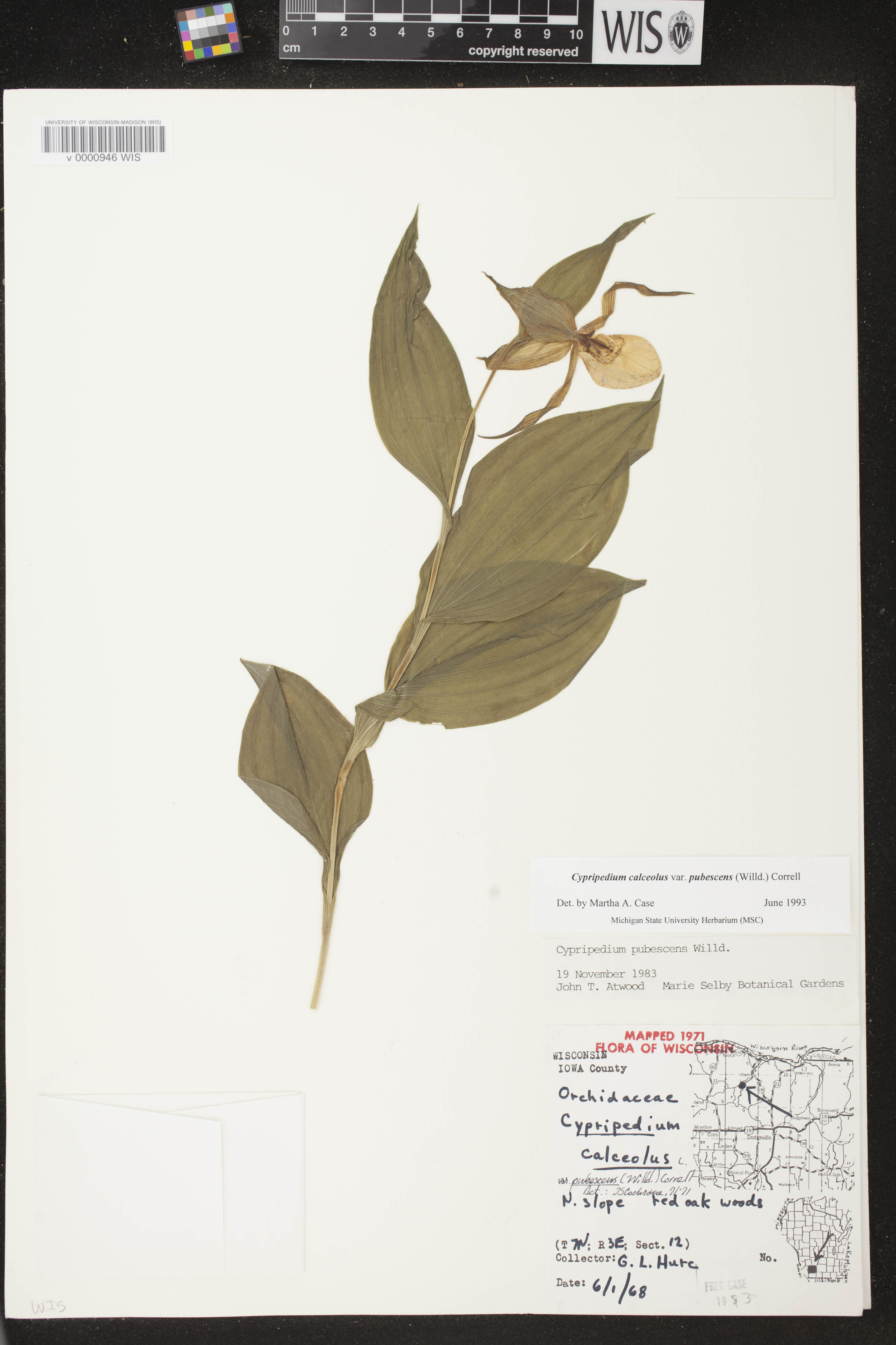 Cypripedium parviflorum image