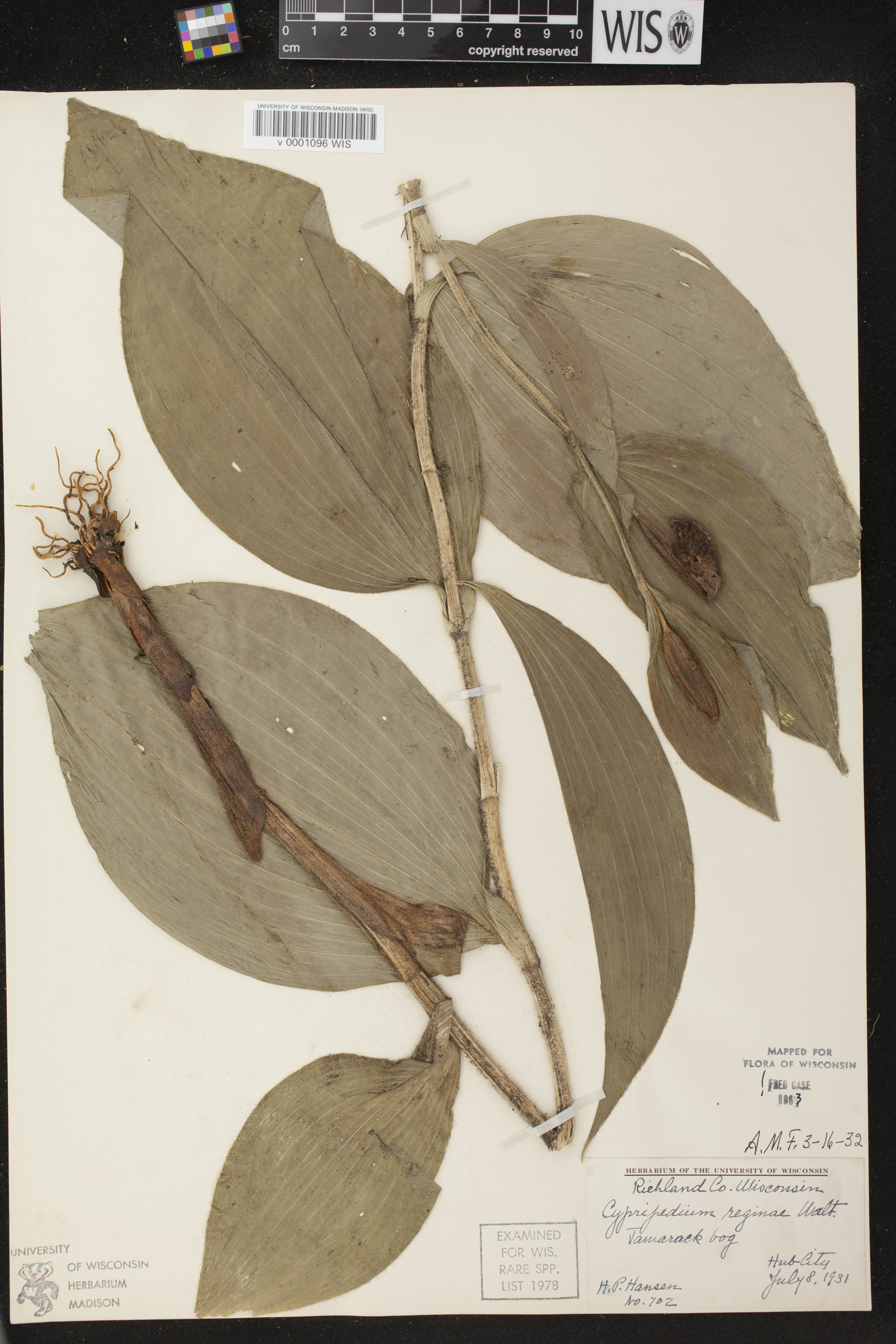 Cypripedium reginae image