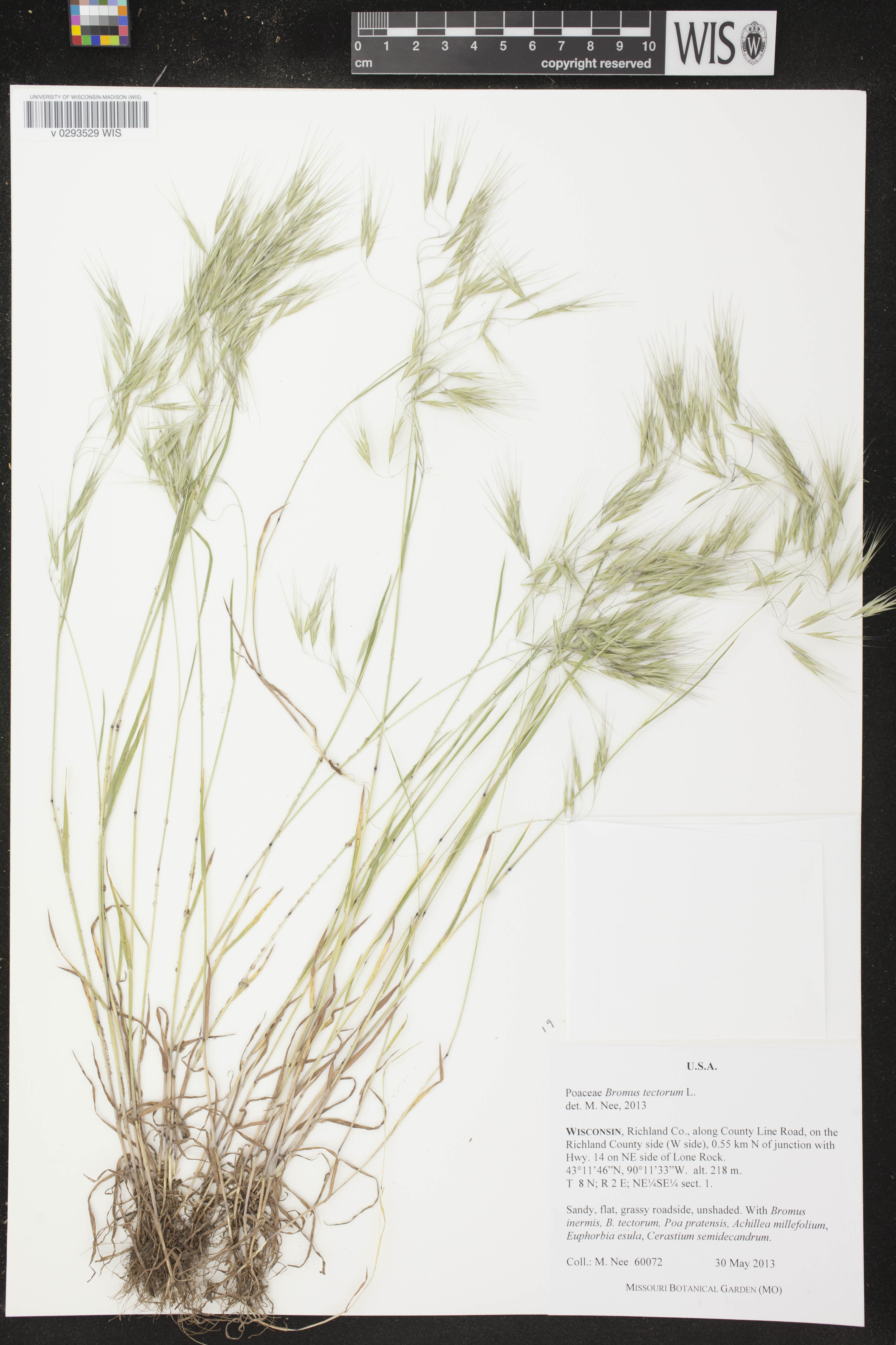 Bromus tectorum image