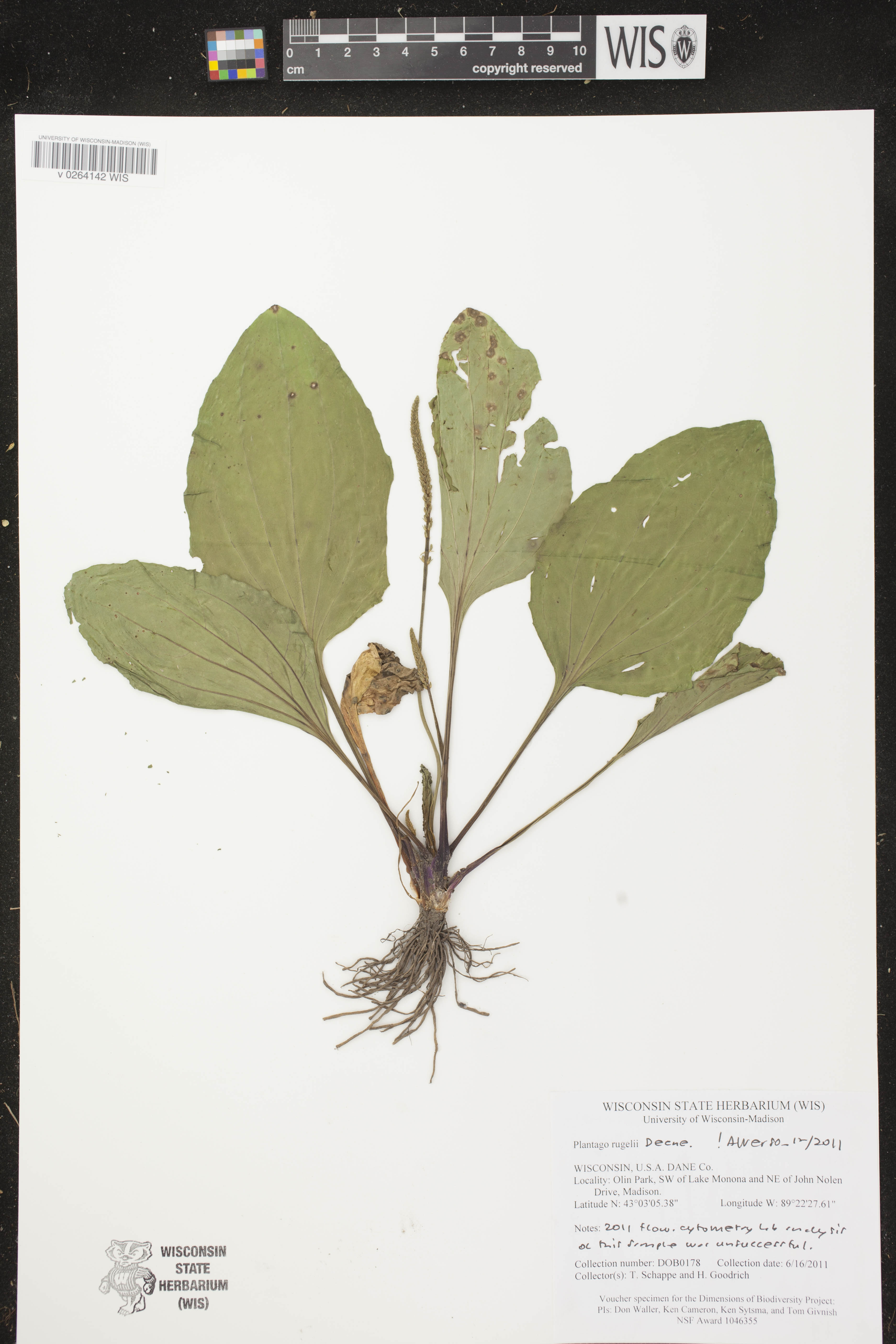 Plantago rugelii image