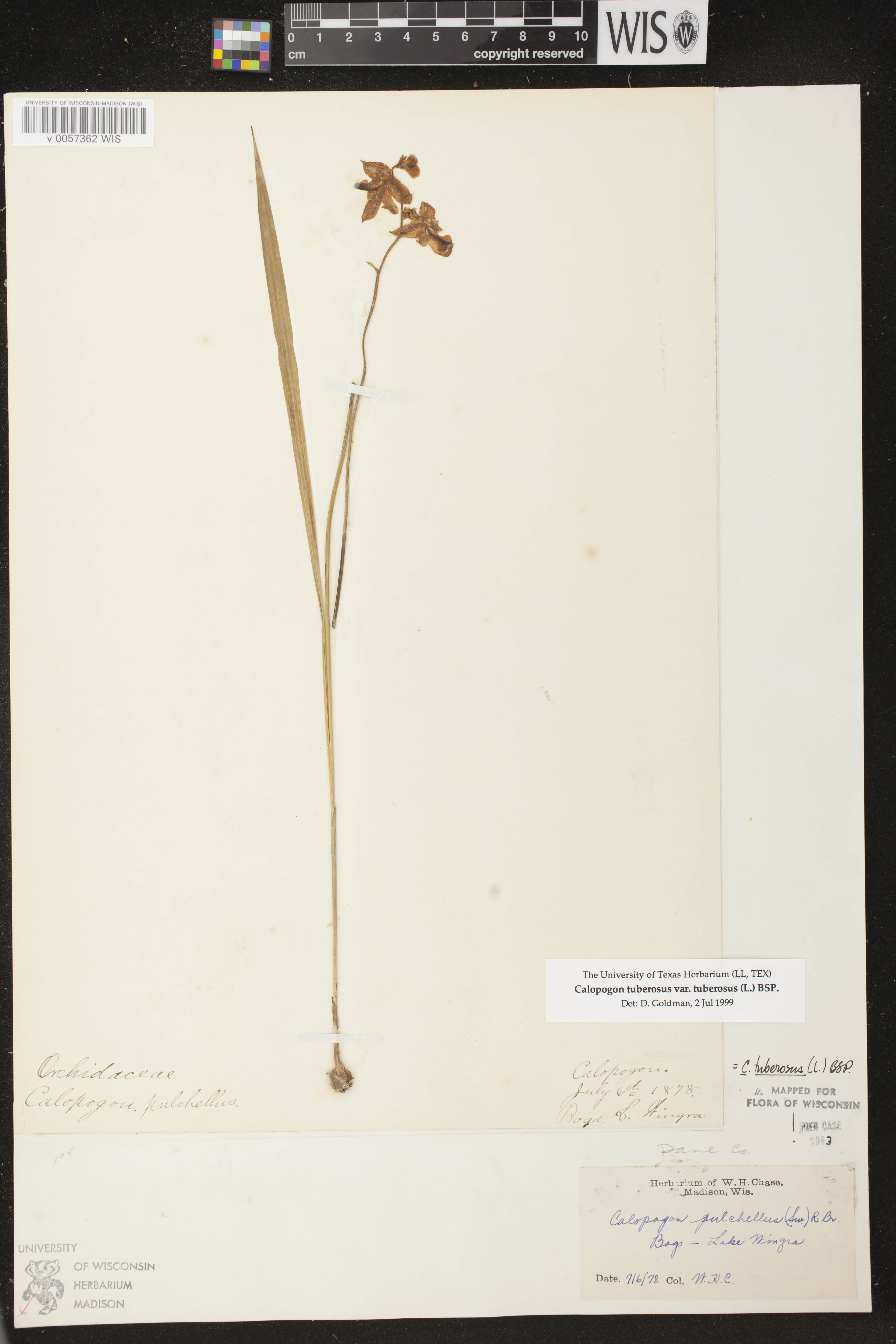 Calopogon tuberosus var. tuberosus image