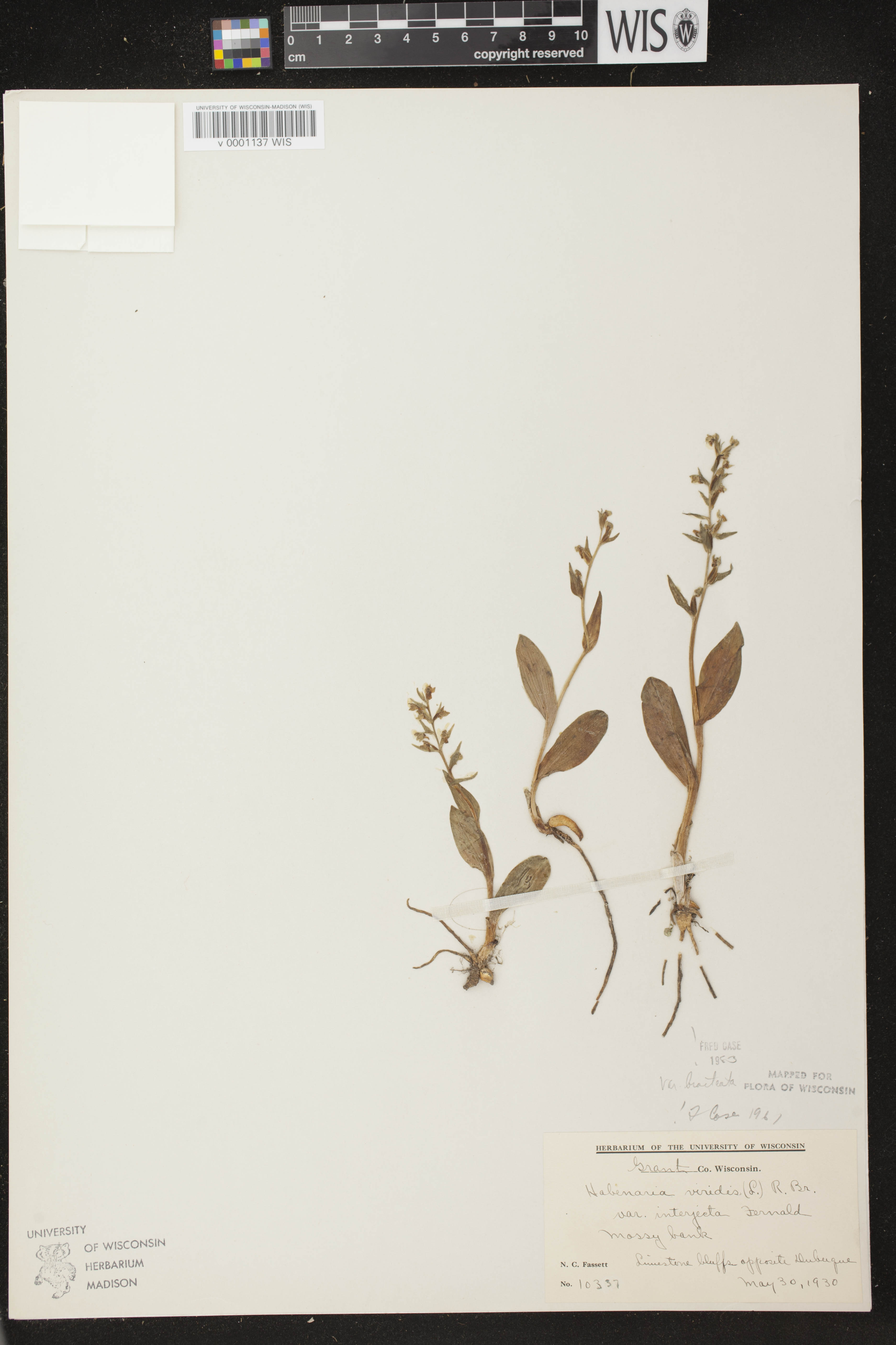 Coeloglossum viride var. virescens image
