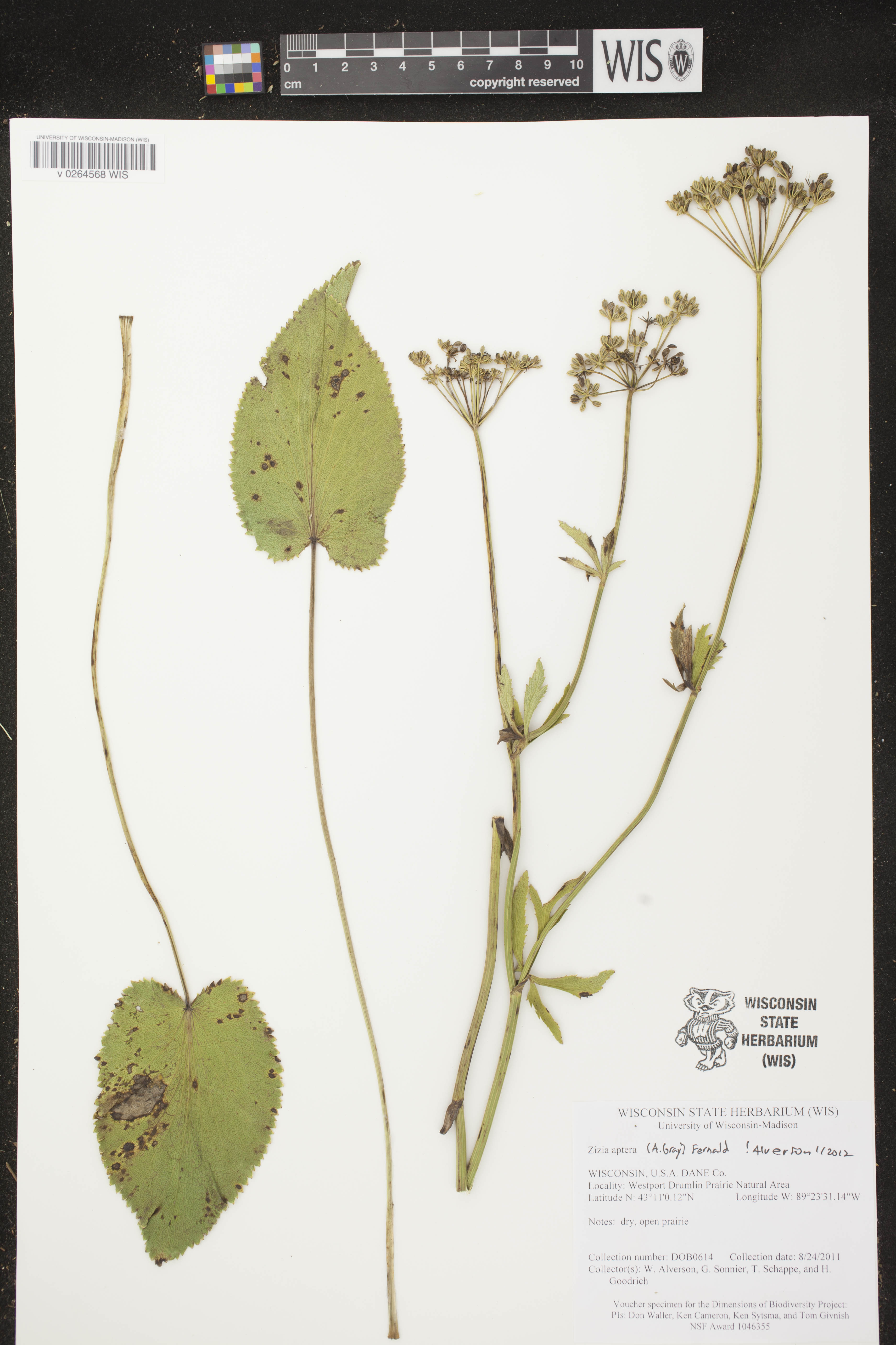 Zizia aptera image
