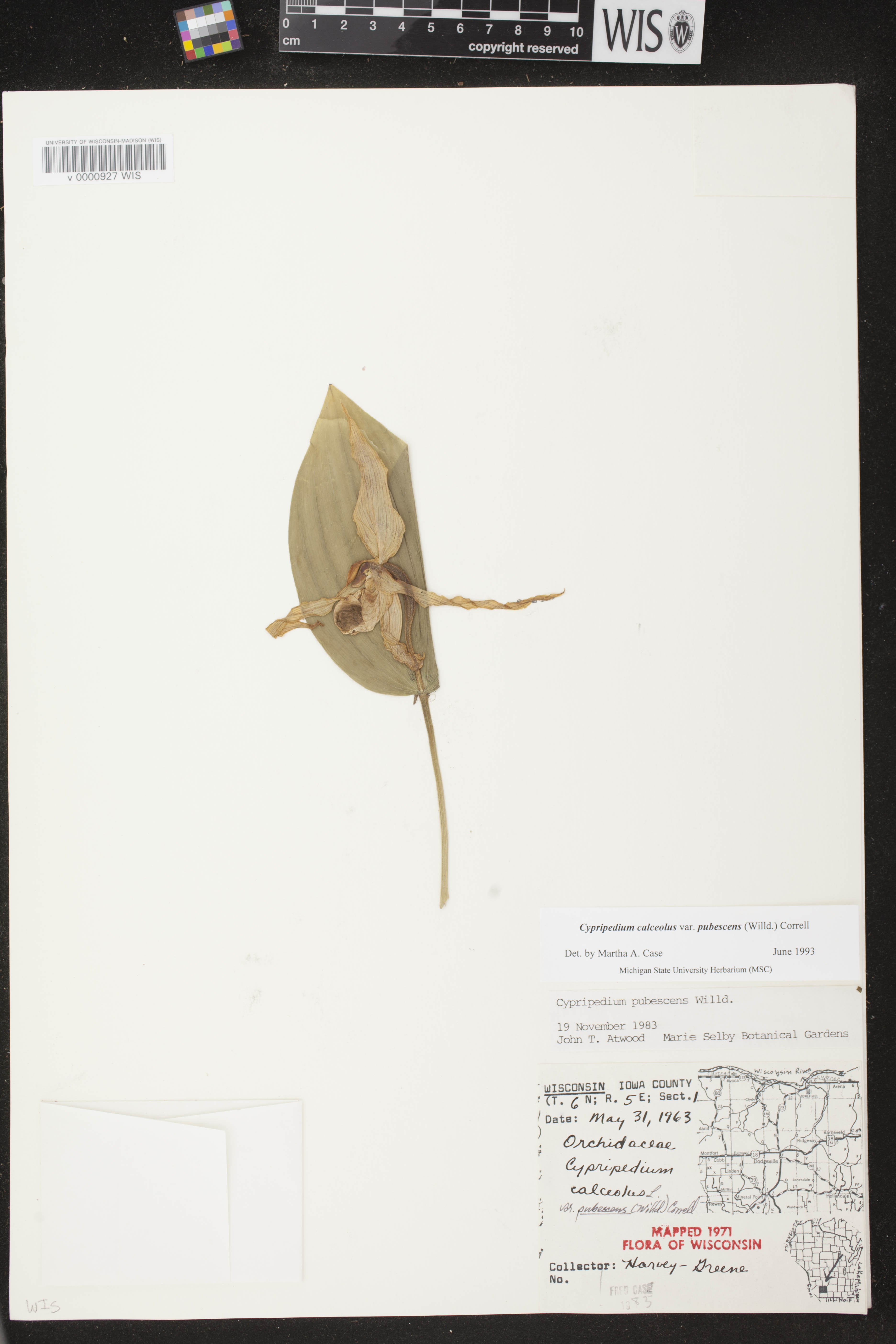 Cypripedium parviflorum image