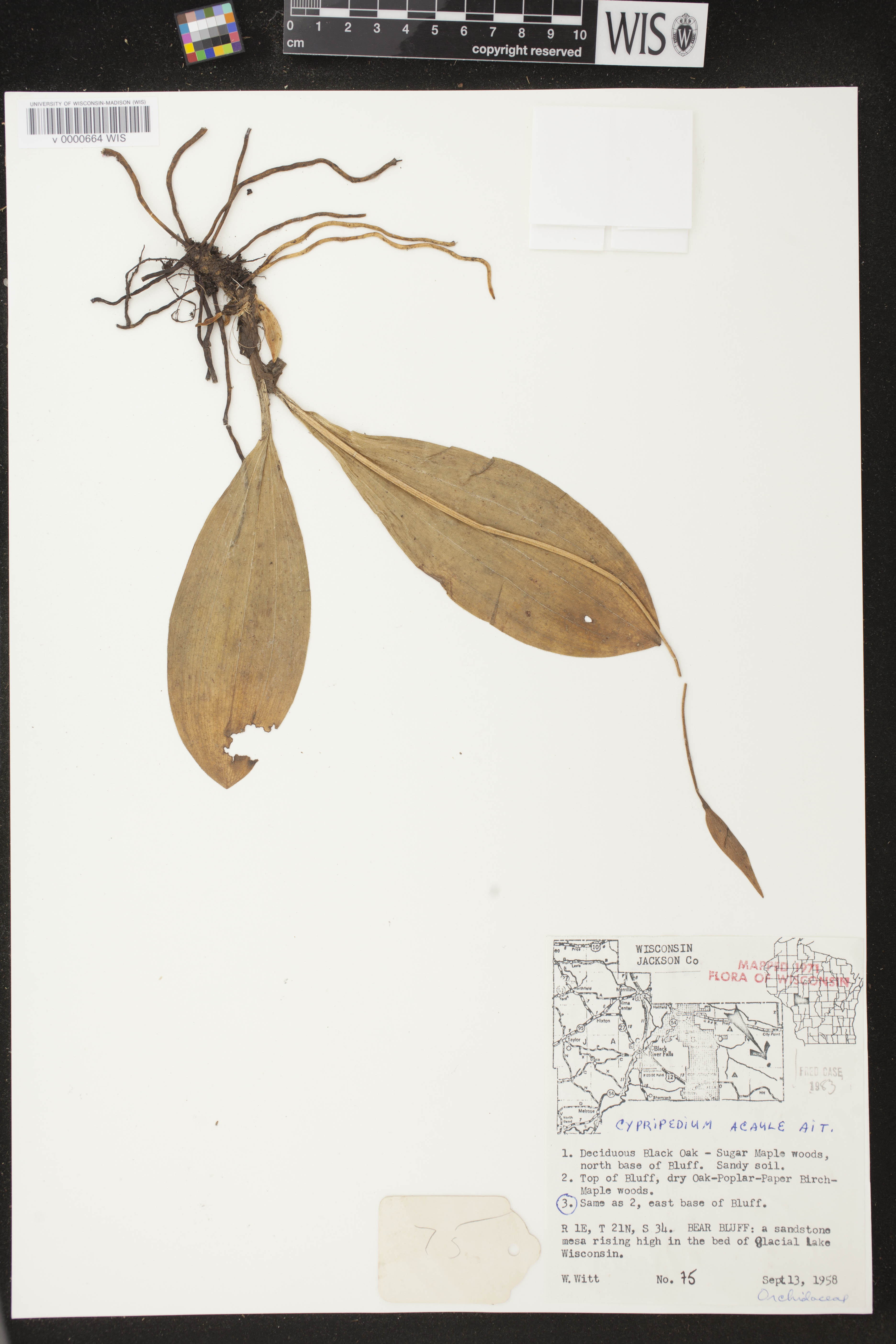 Cypripedium acaule image