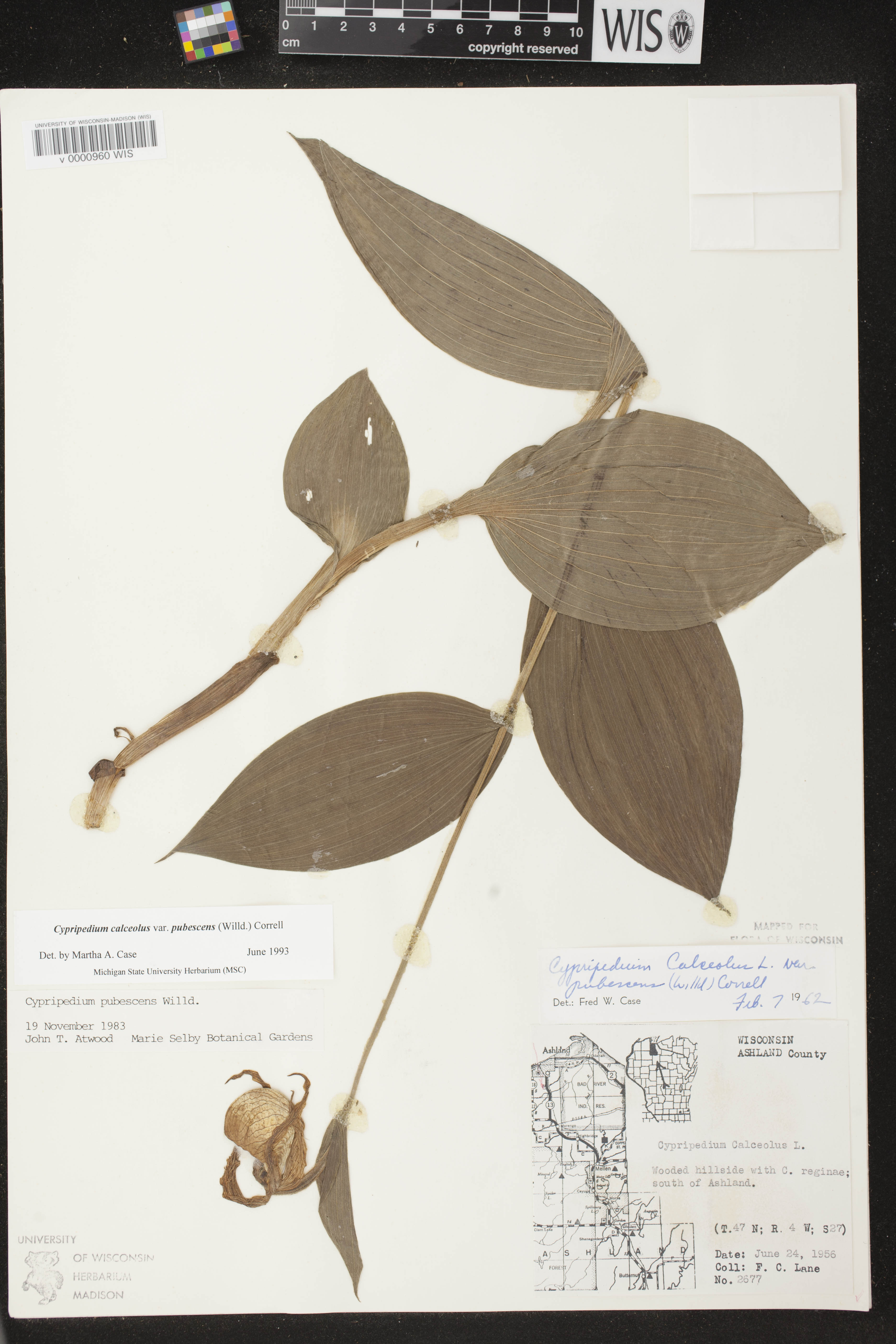 Cypripedium parviflorum image