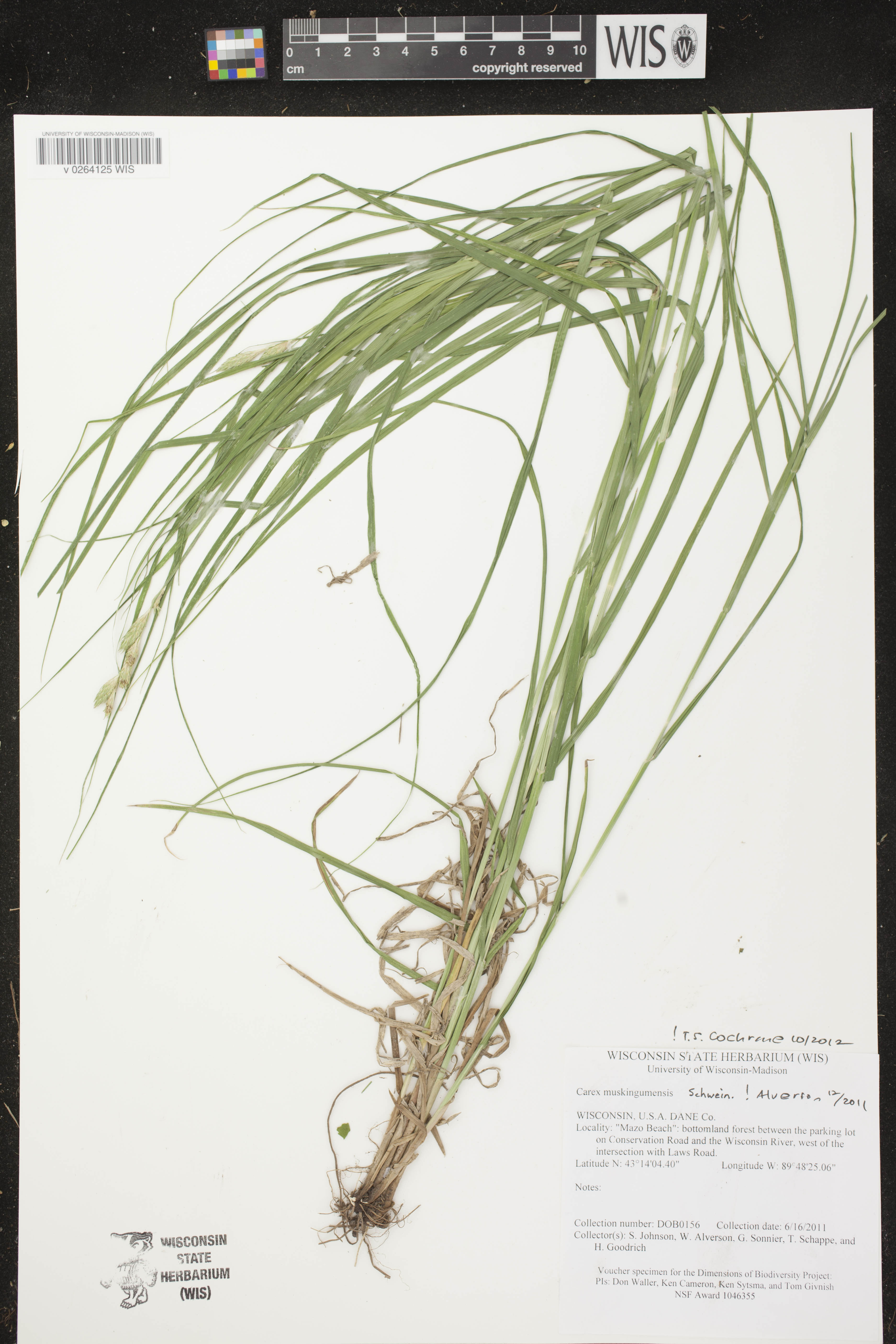 Carex muskingumensis image