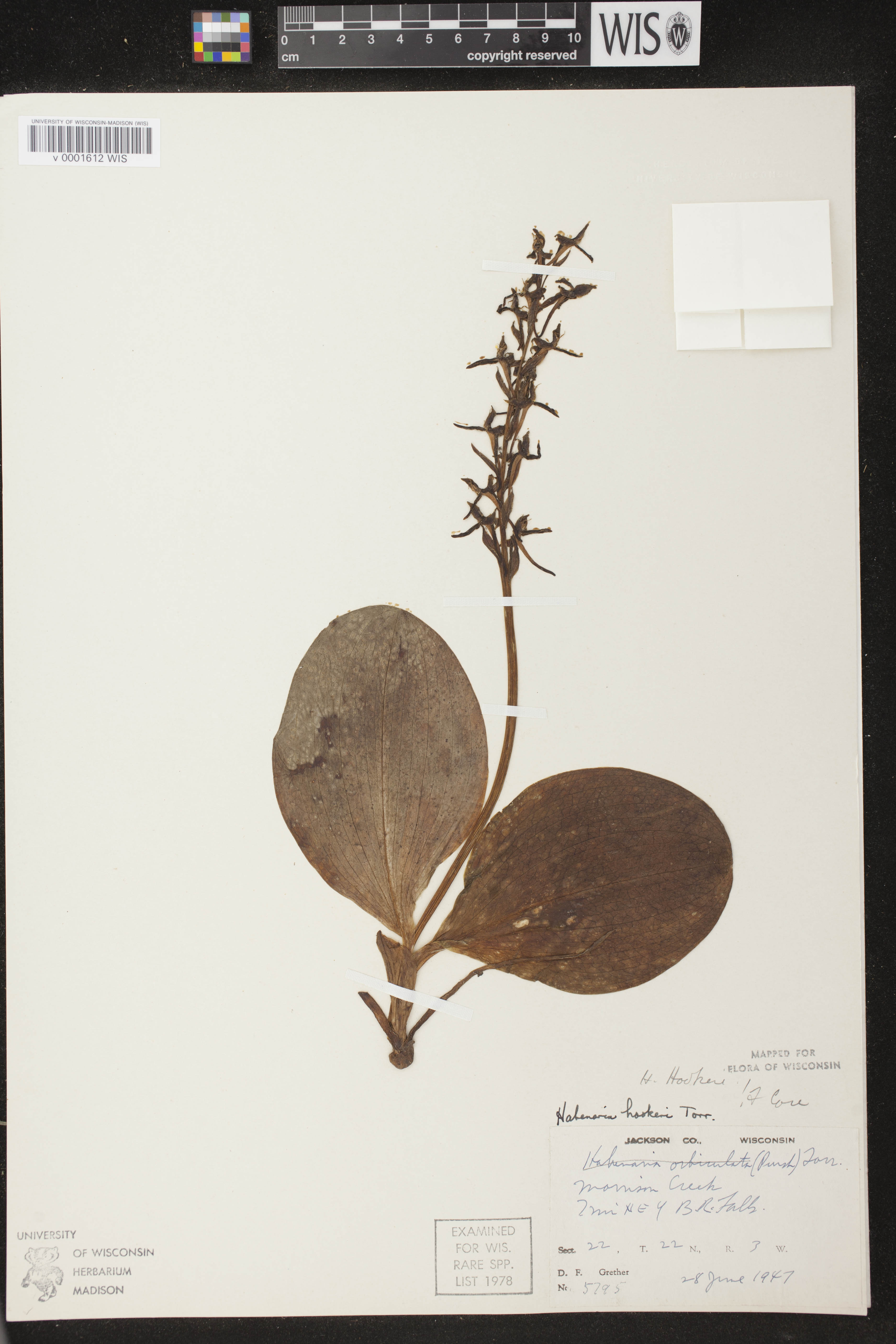 Platanthera hookeri image