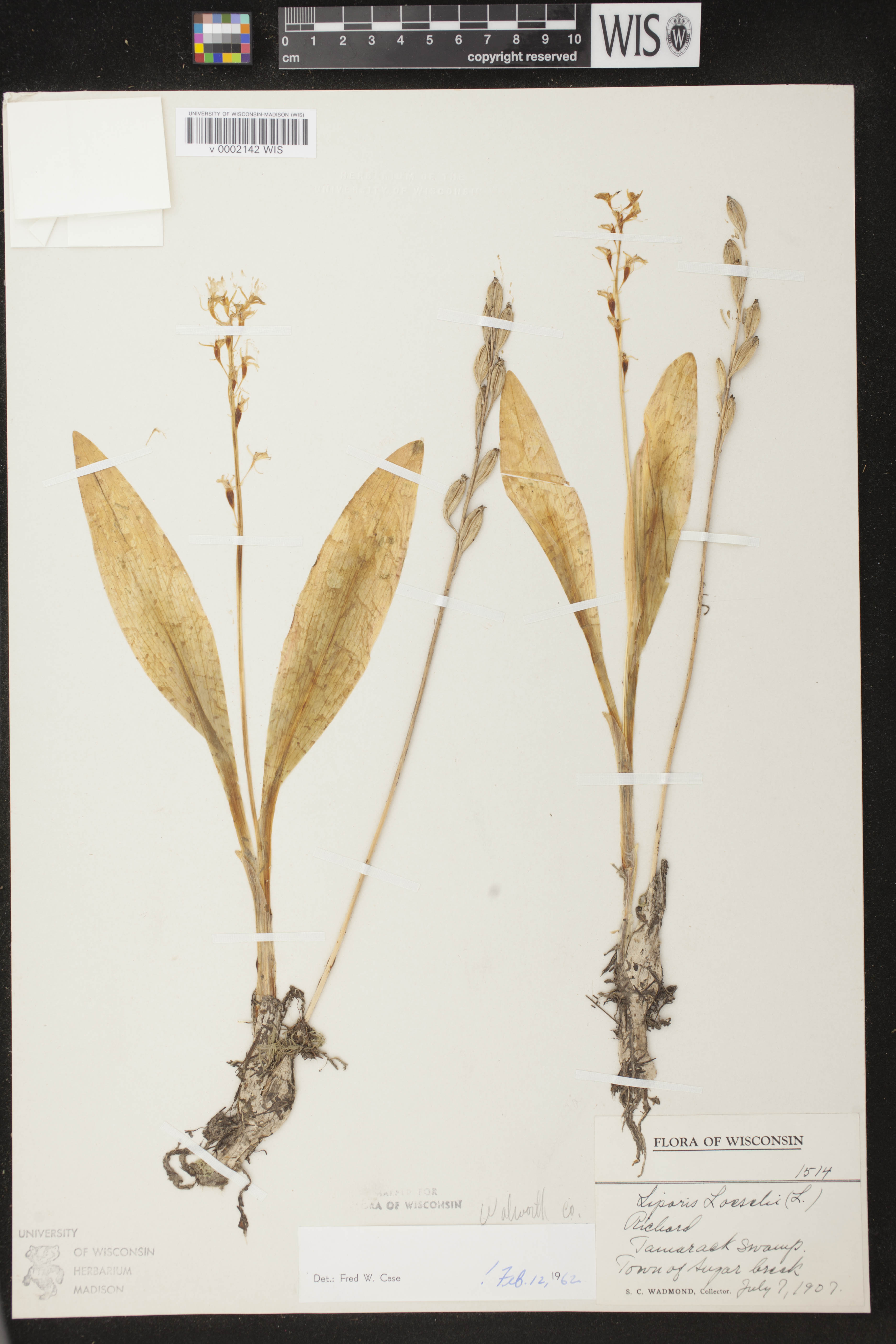 Liparis loeselii image