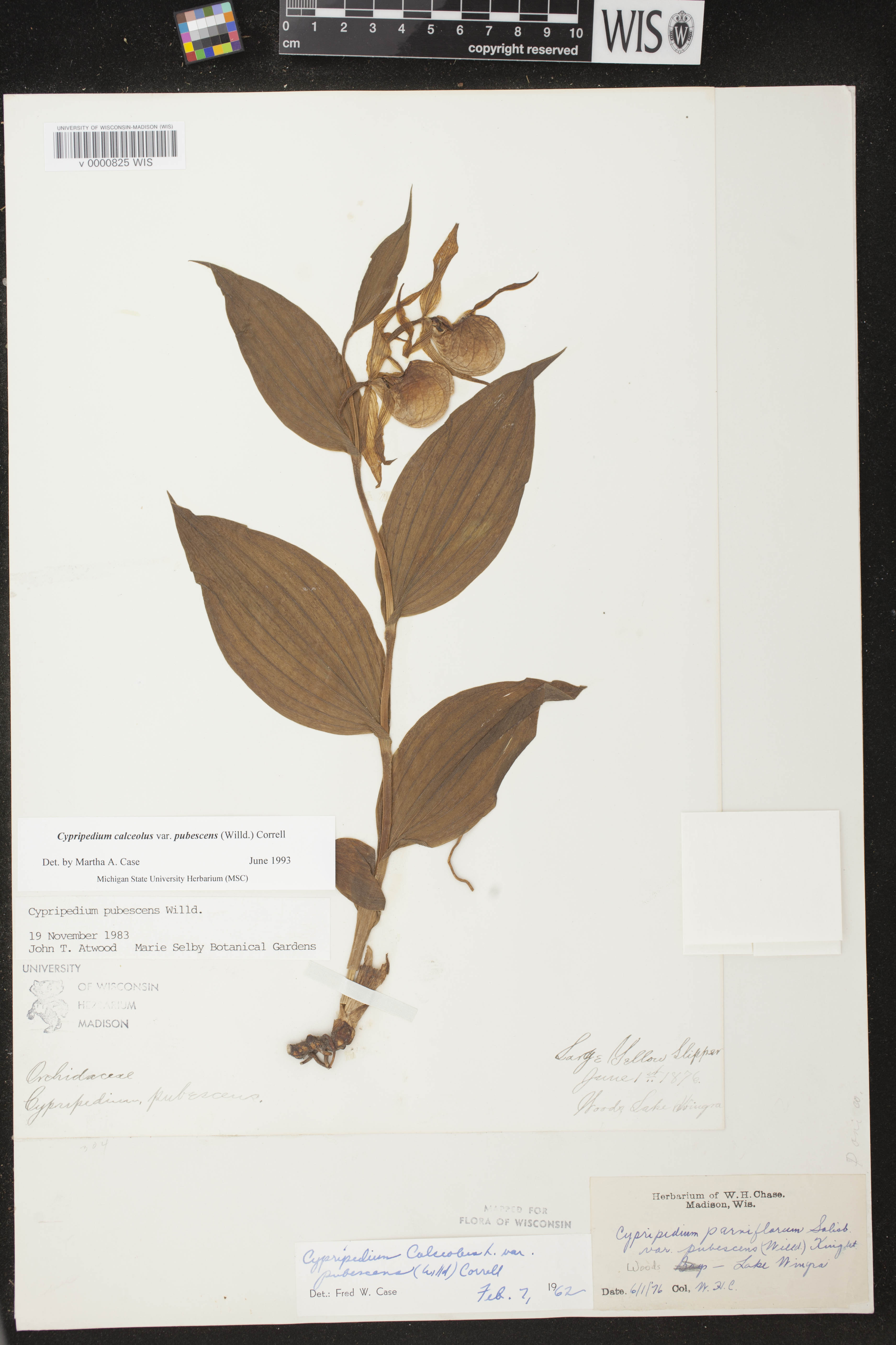 Cypripedium parviflorum var. pubescens image