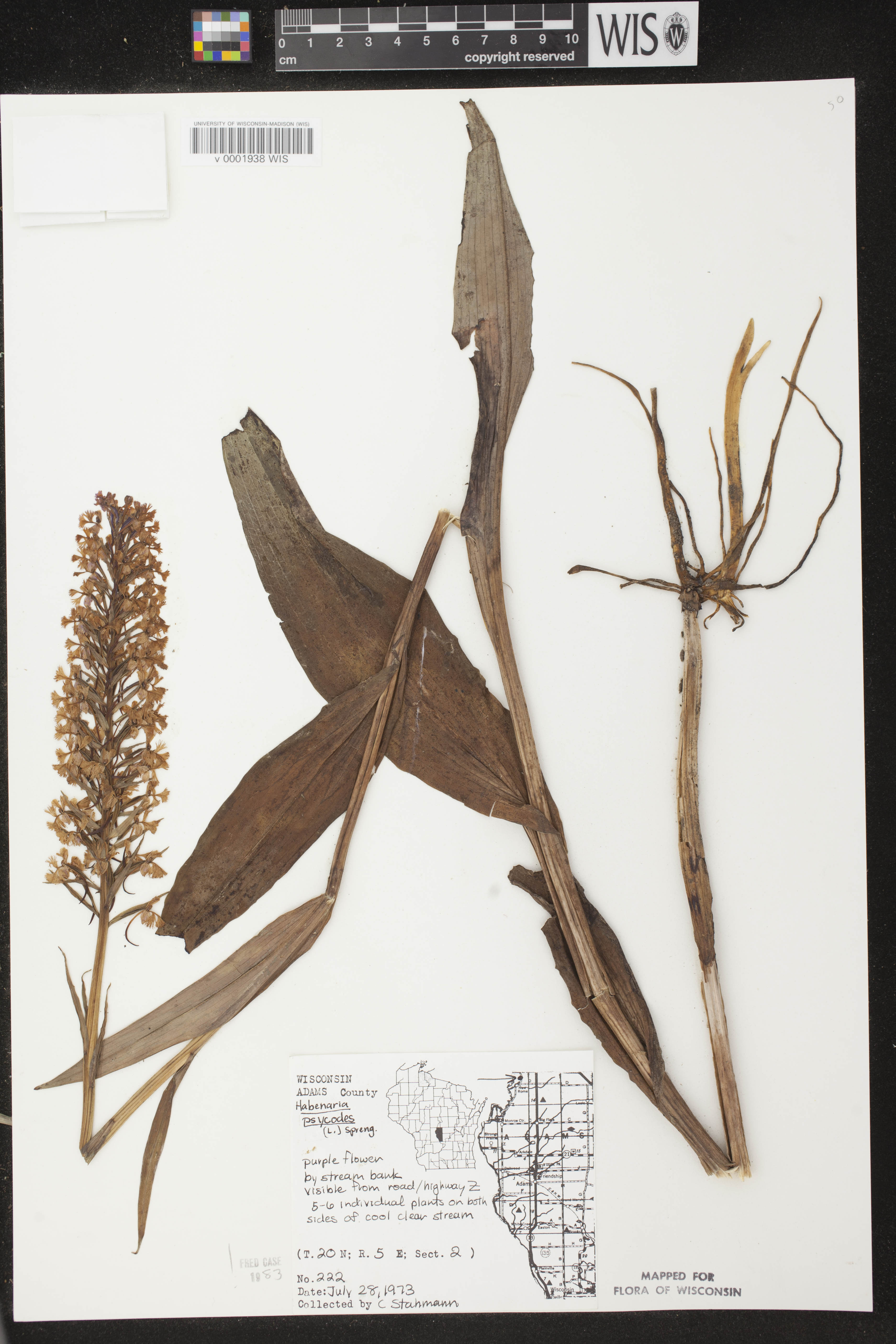 Platanthera psycodes image