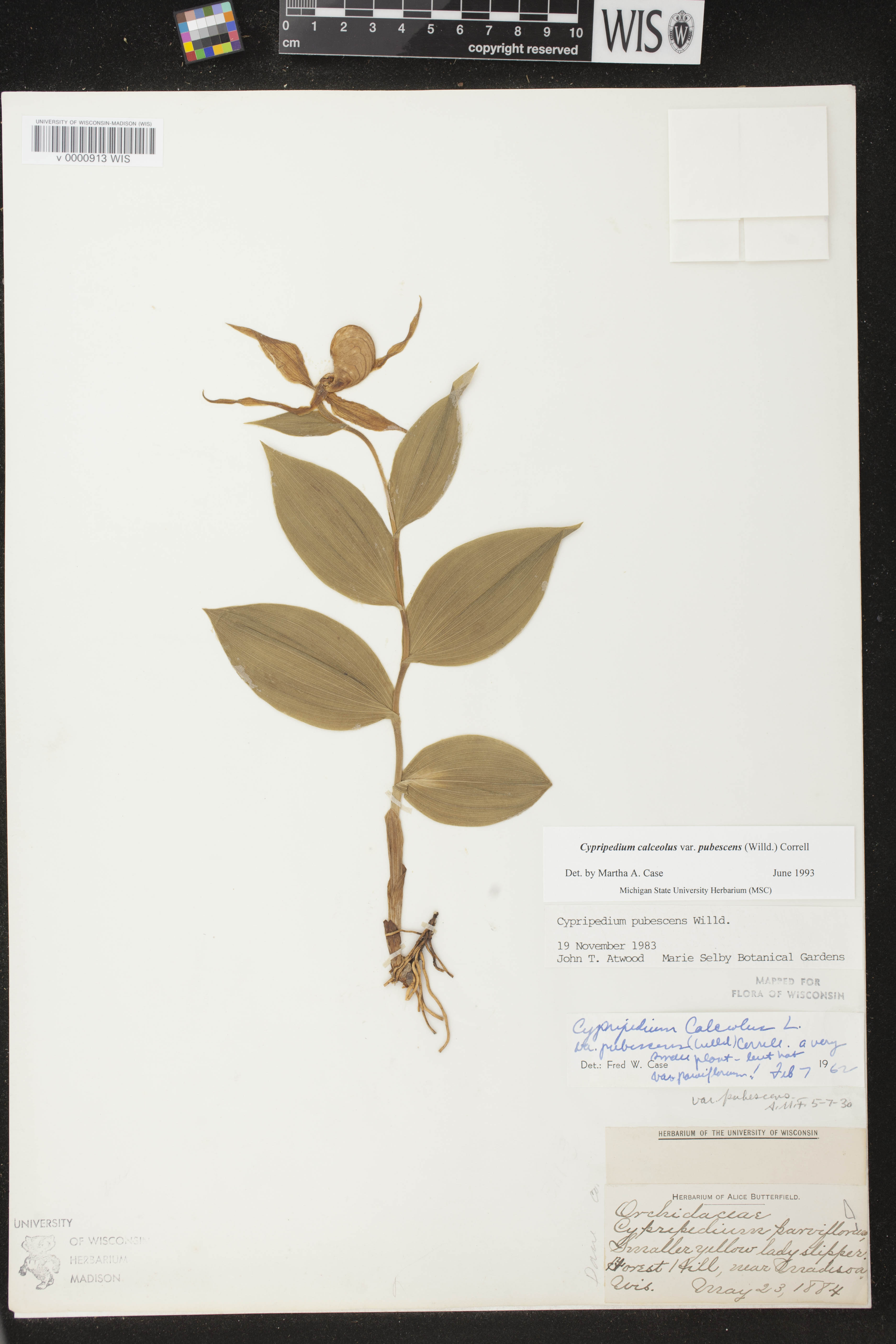 Cypripedium parviflorum var. pubescens image