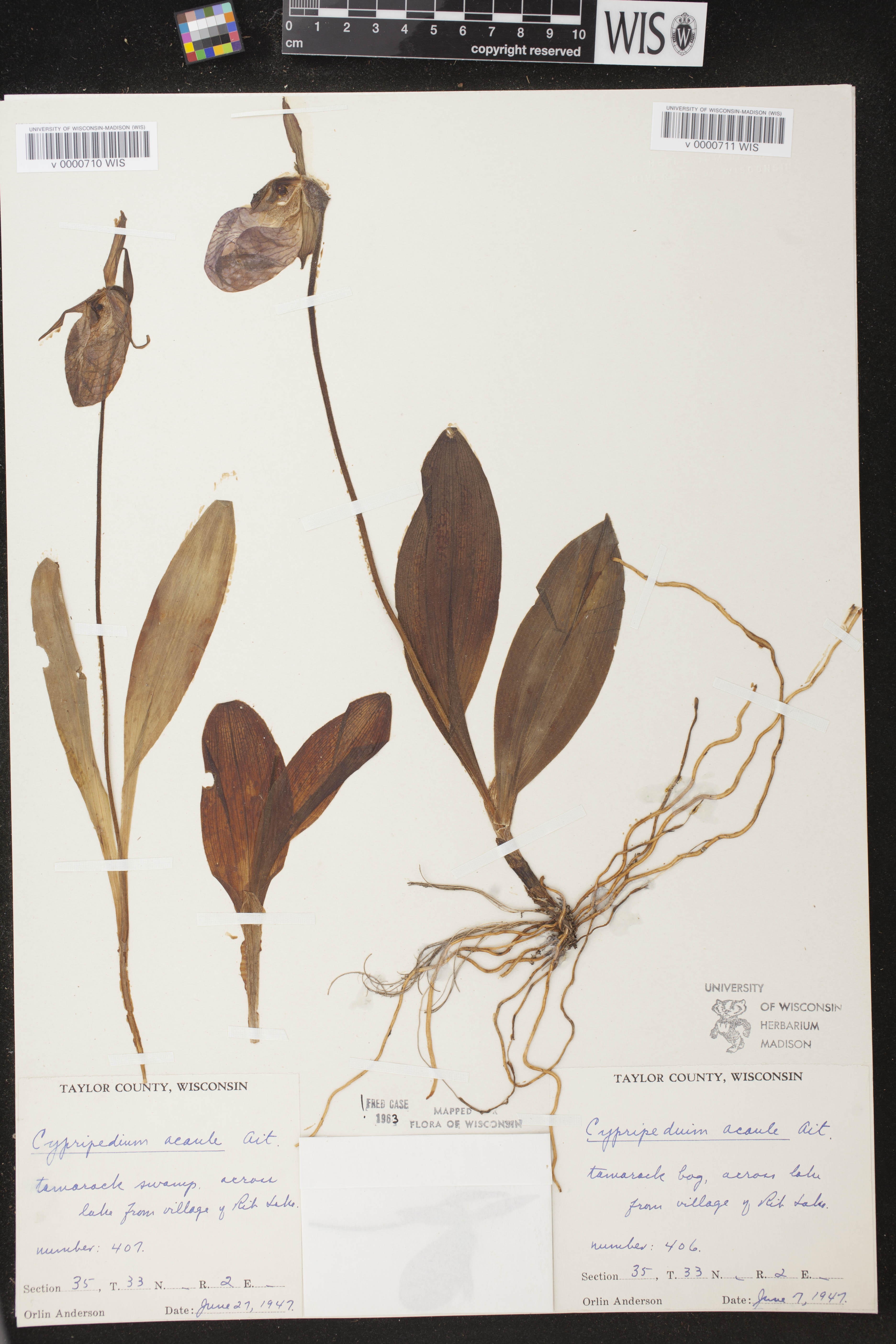Cypripedium acaule image