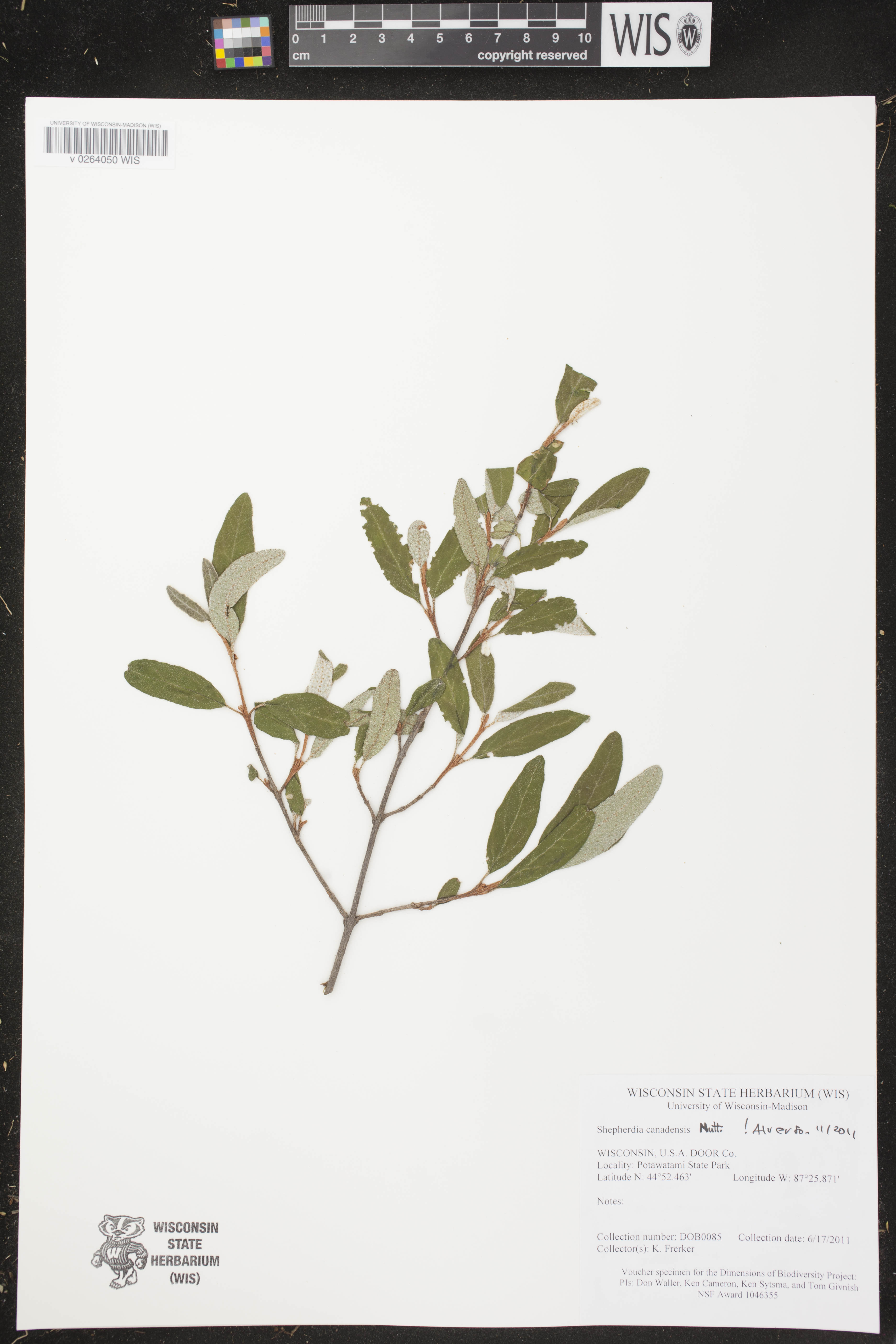 Shepherdia canadensis image