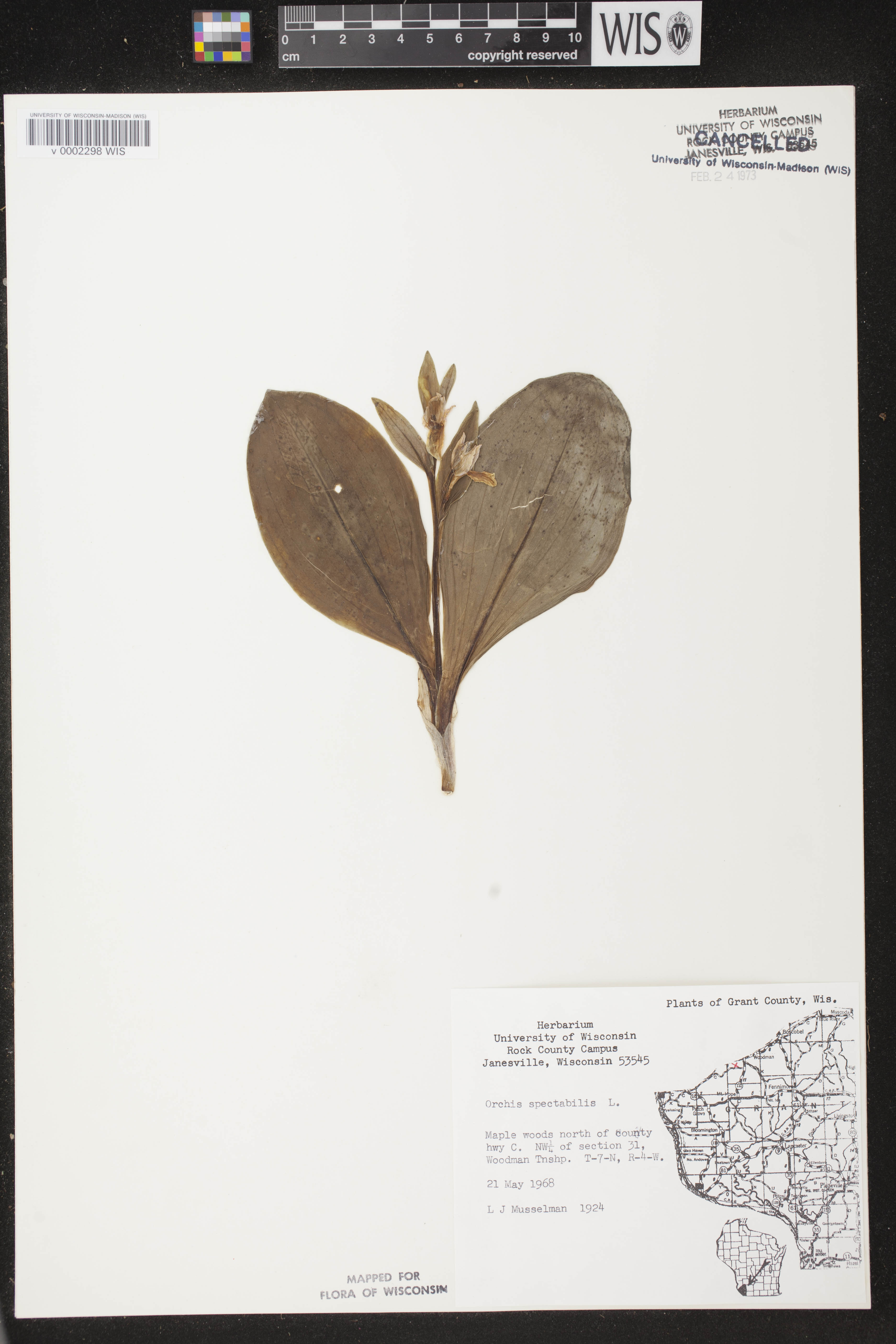 Galearis spectabilis image