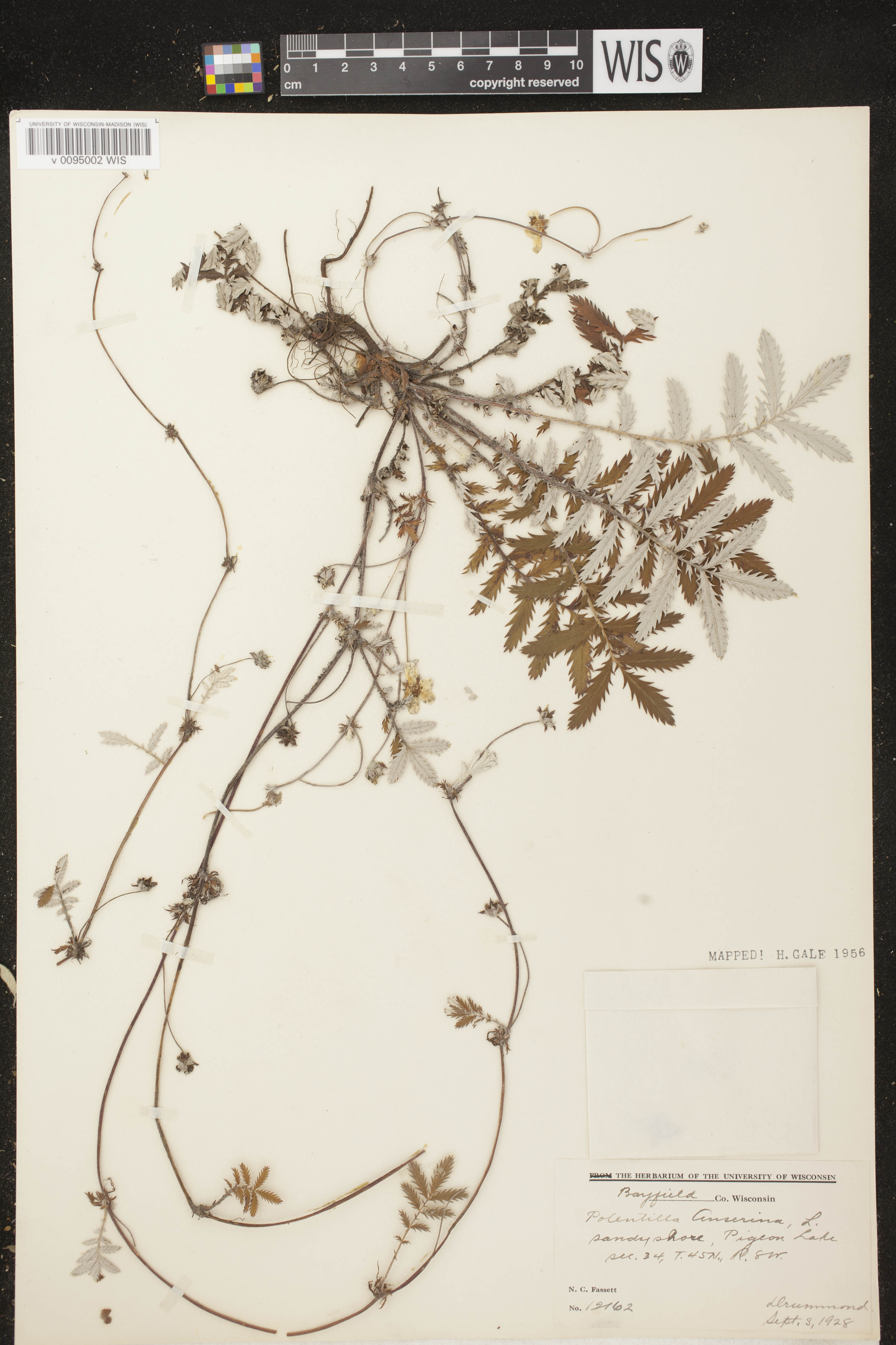 Potentilla anserina subsp. anserina image