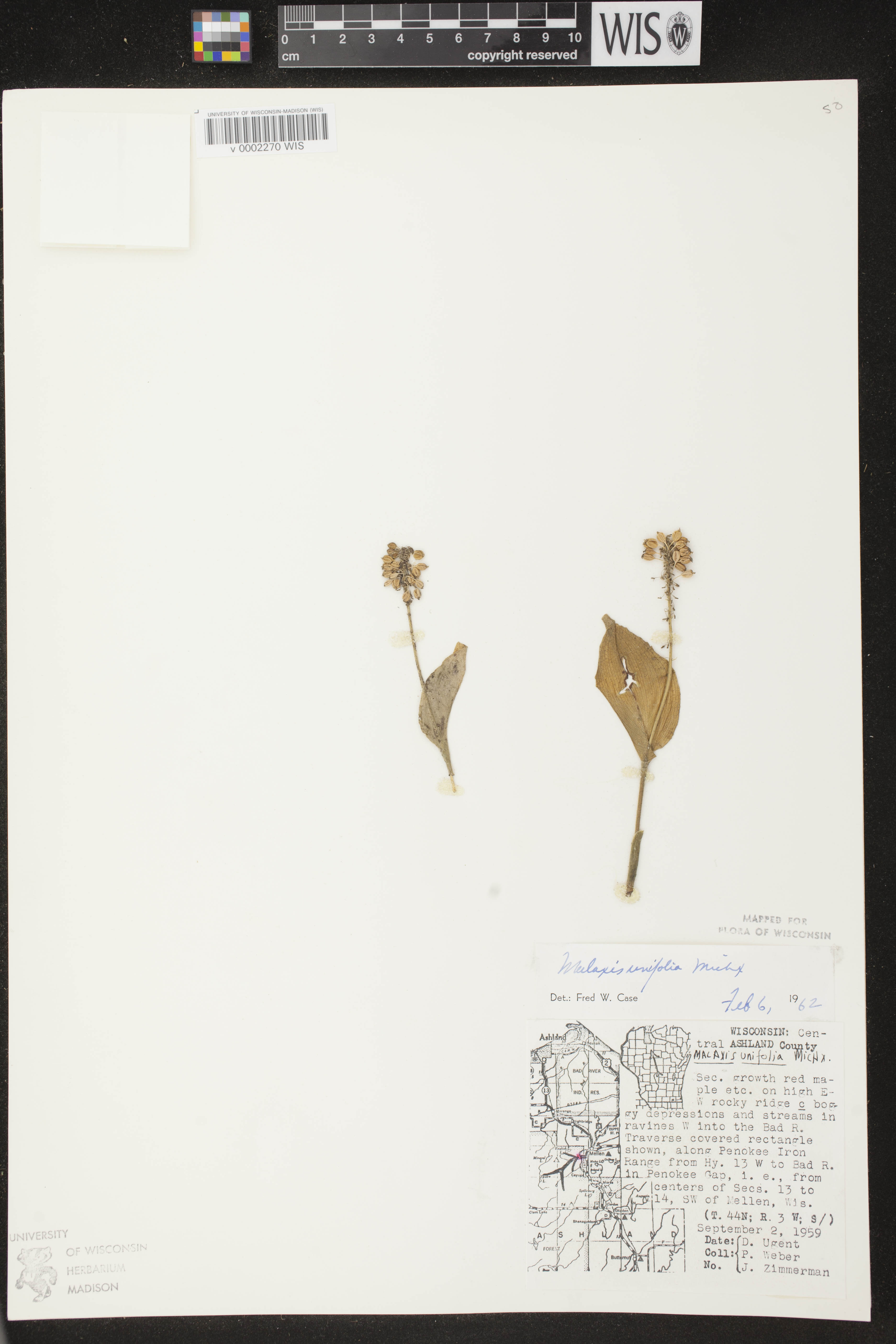 Malaxis unifolia image