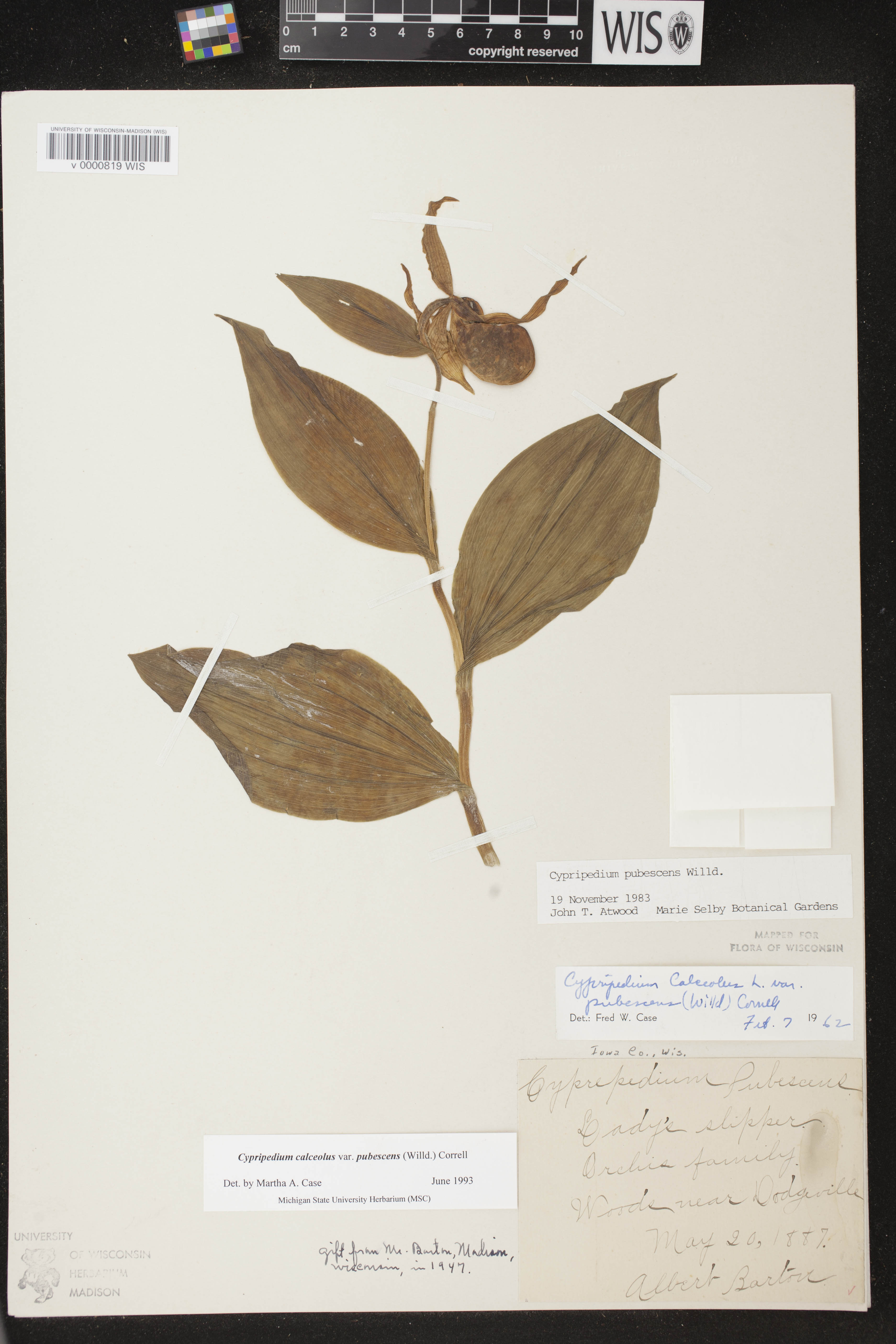 Cypripedium parviflorum image