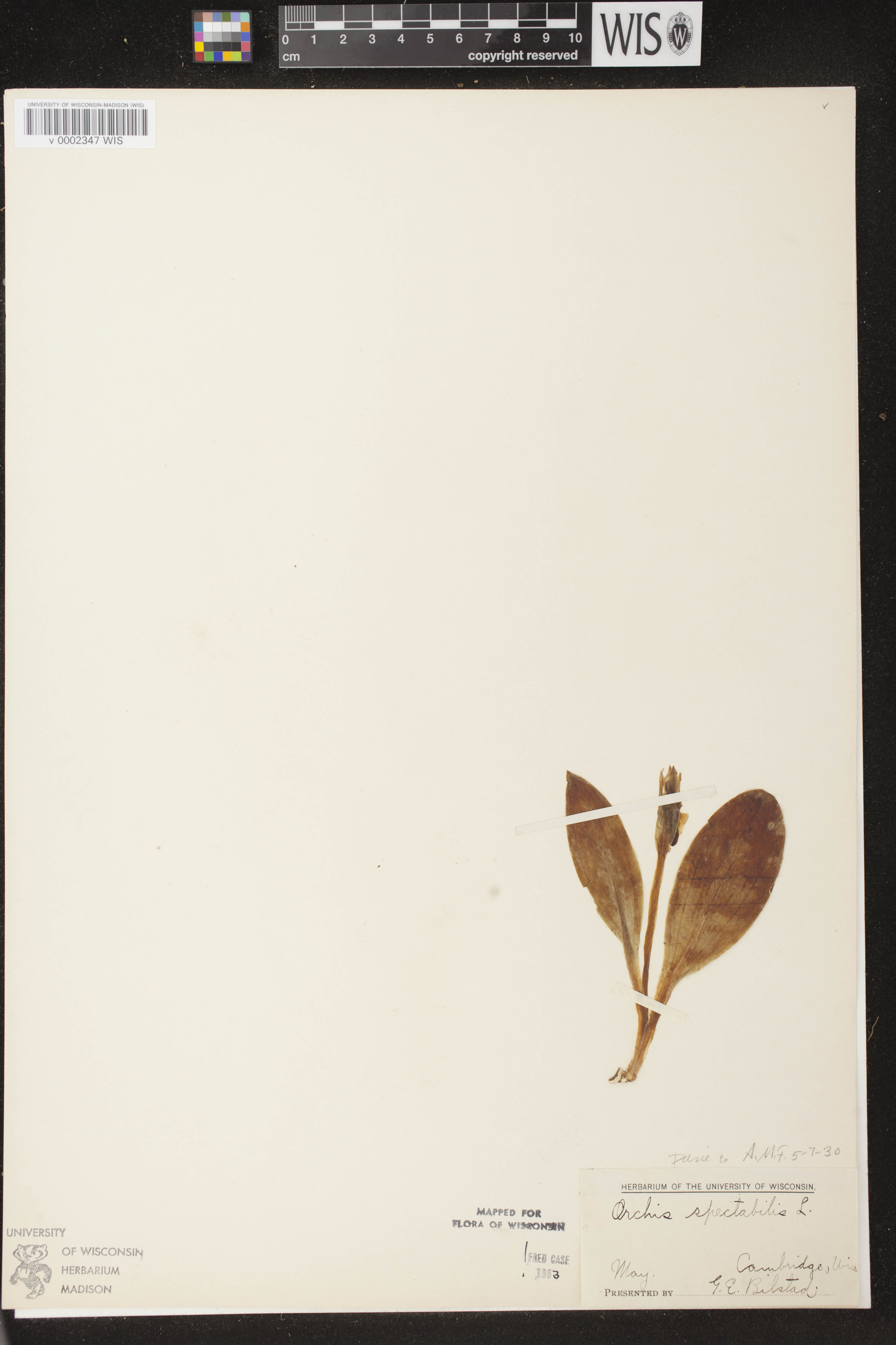 Galearis spectabilis image