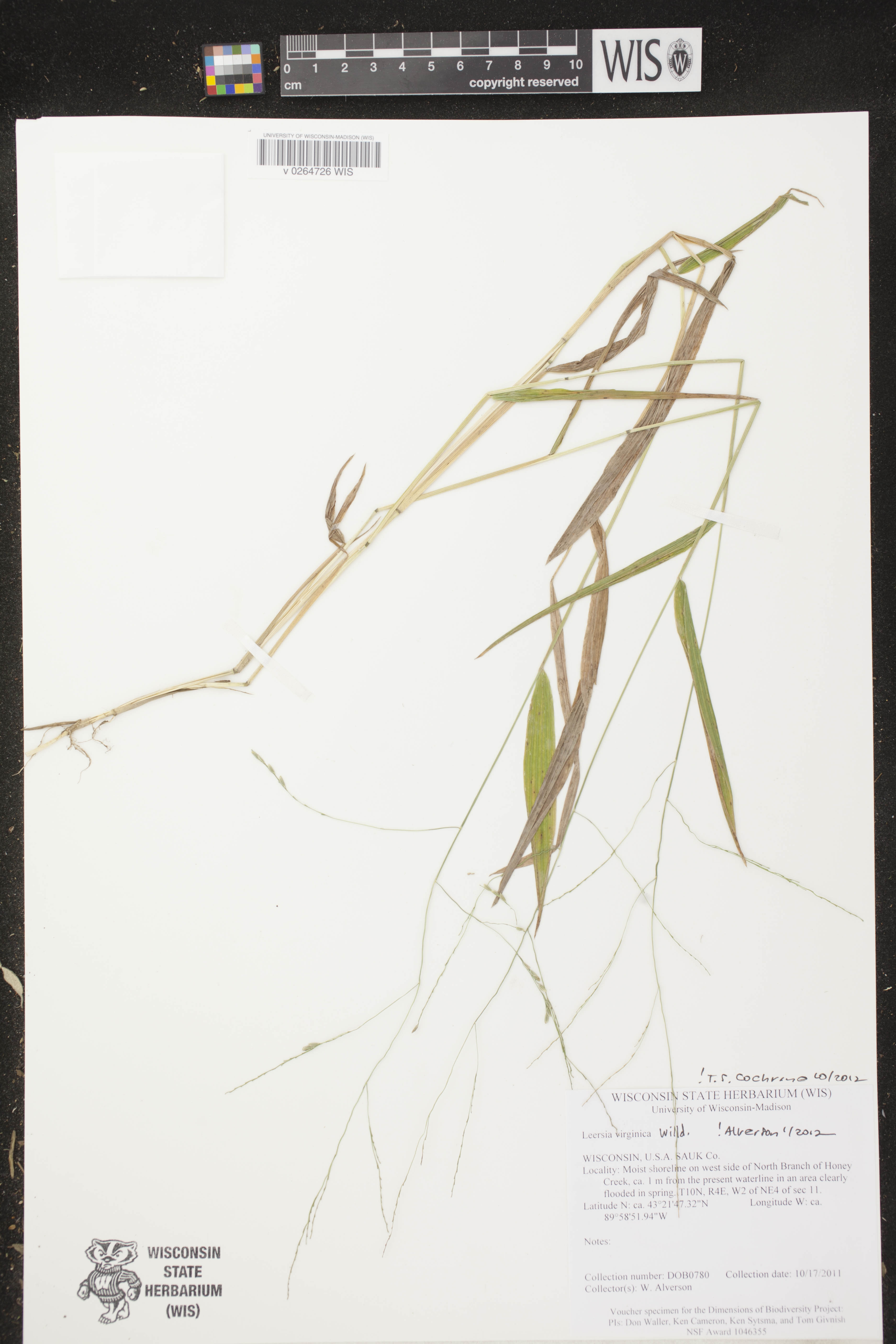 Leersia virginica image
