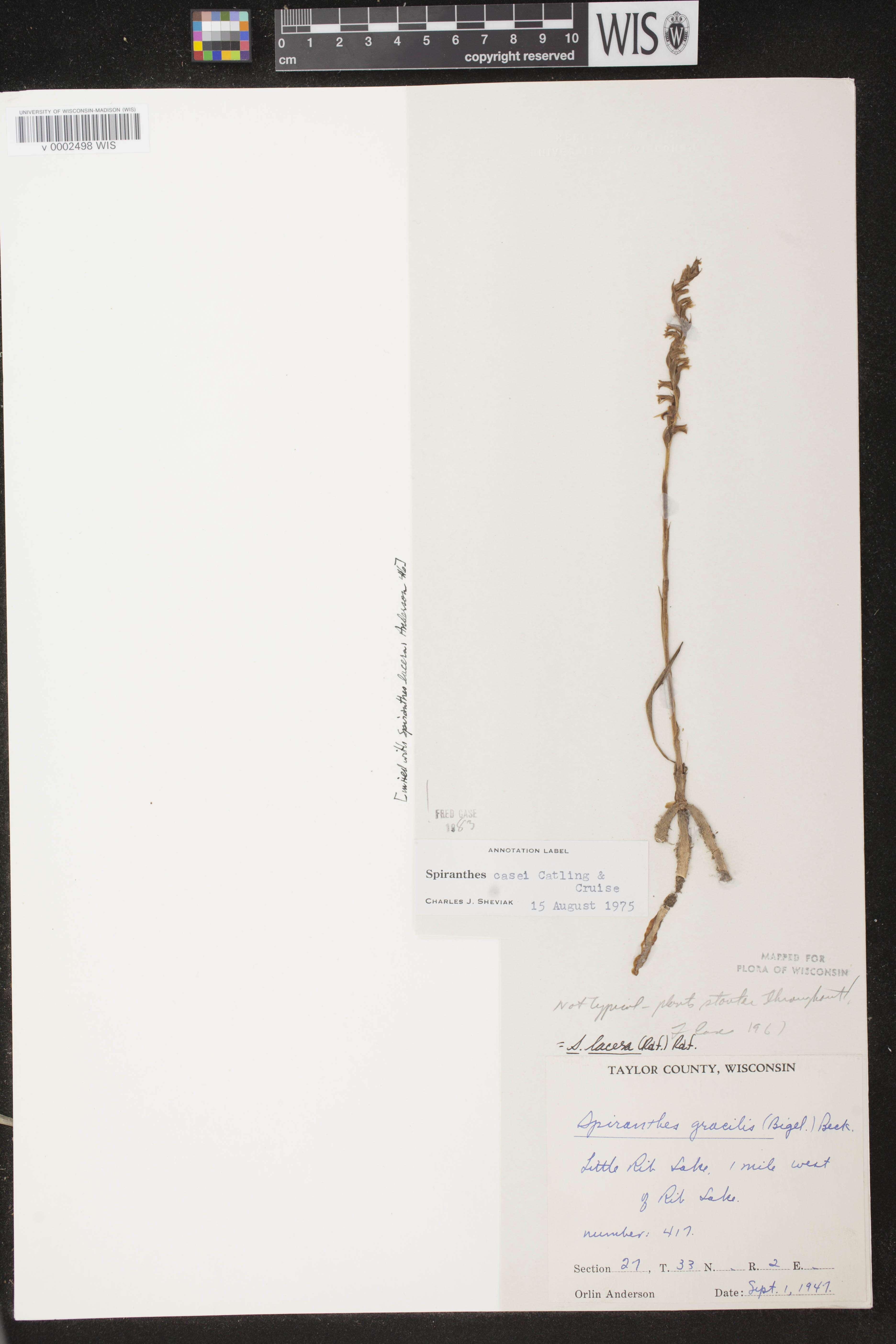 Spiranthes casei image