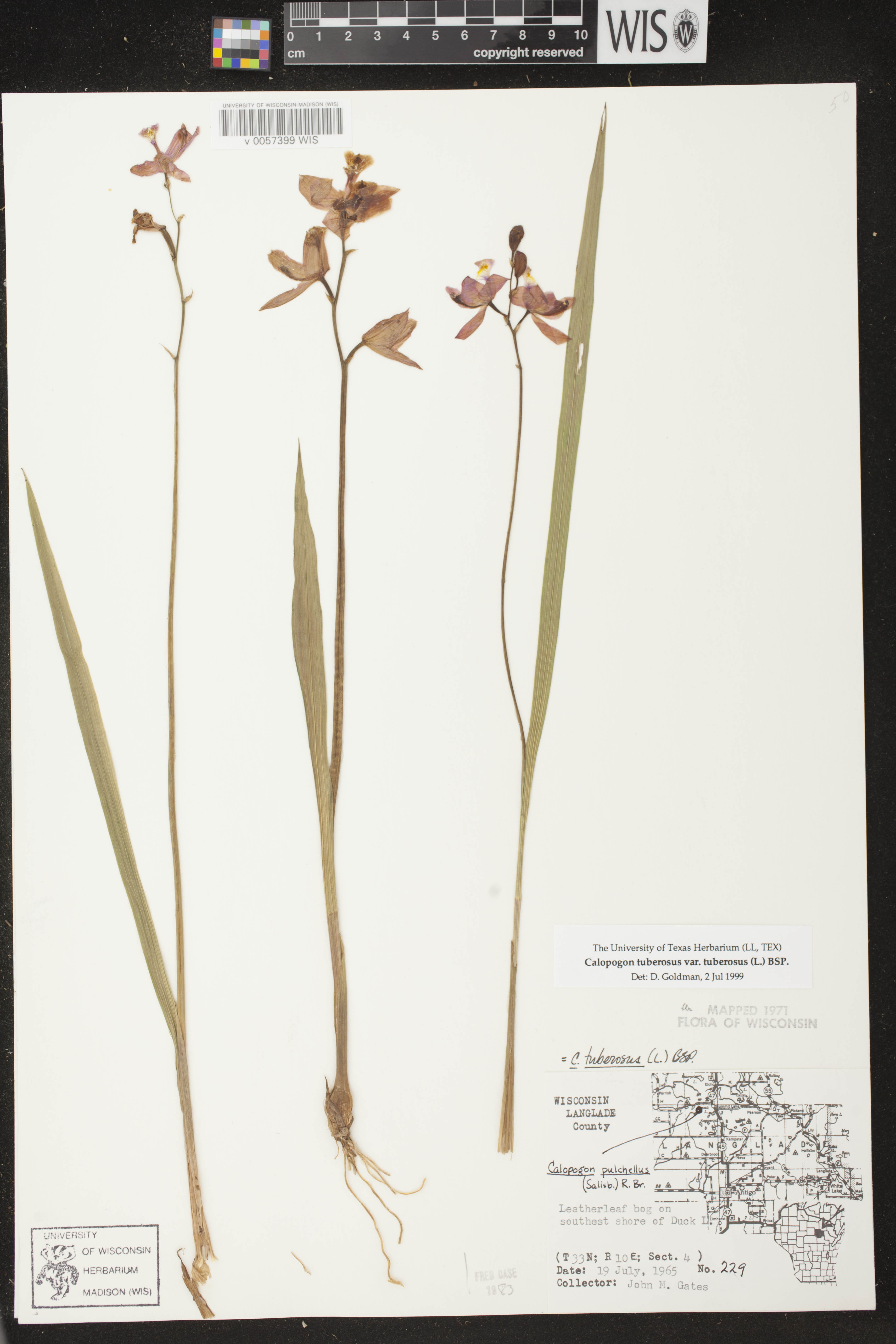 Calopogon tuberosus image