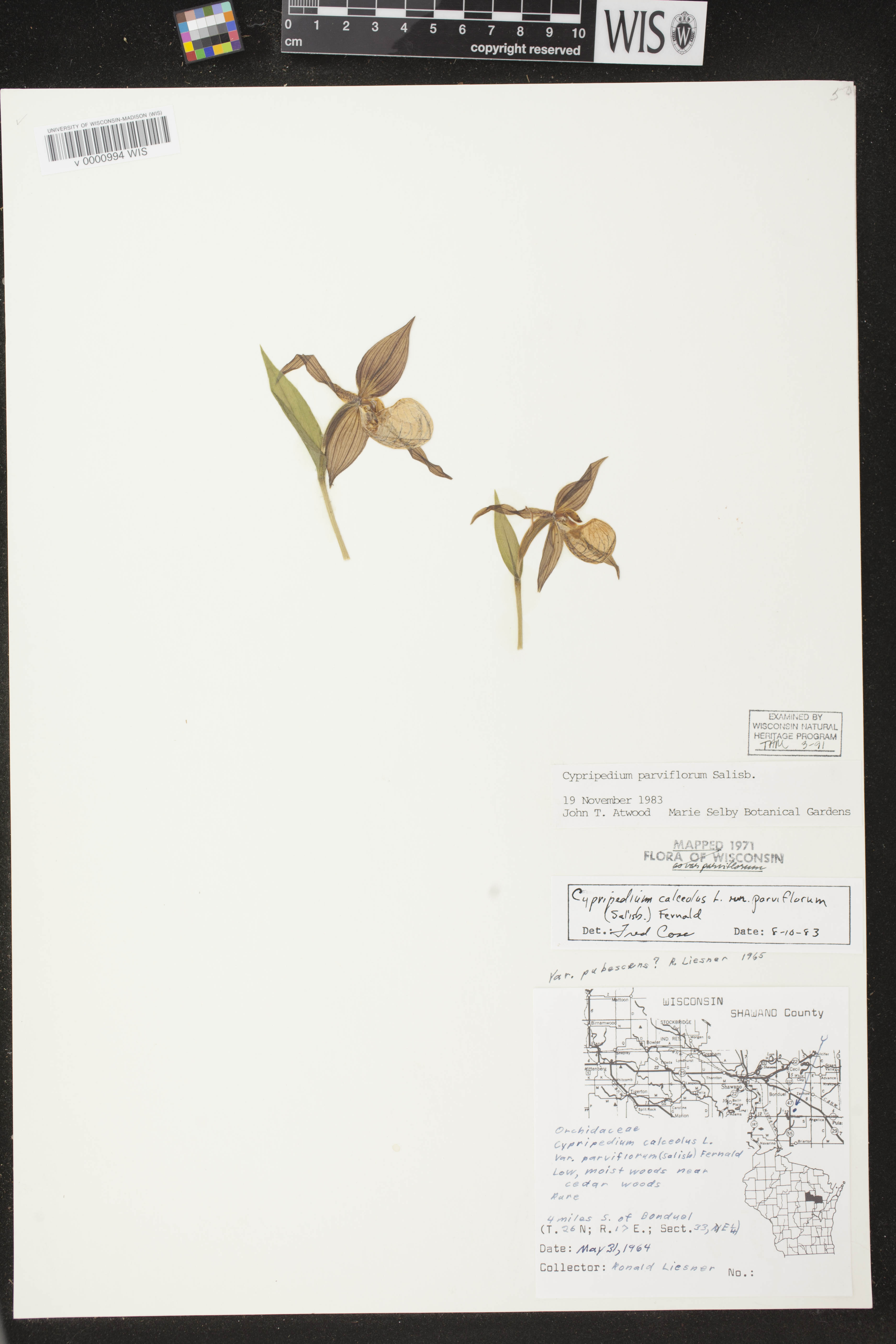 Cypripedium parviflorum var. makasin image