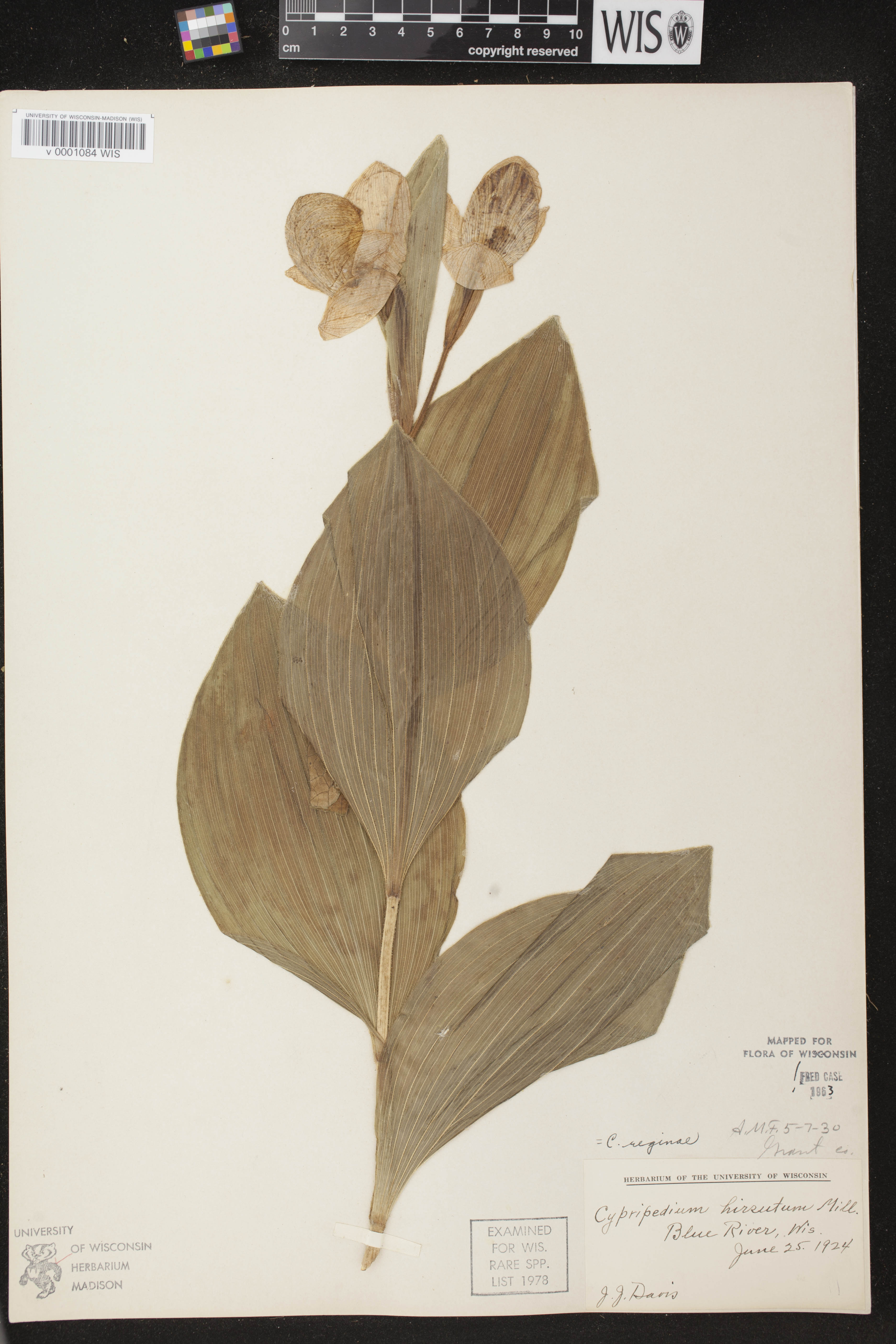 Cypripedium reginae image