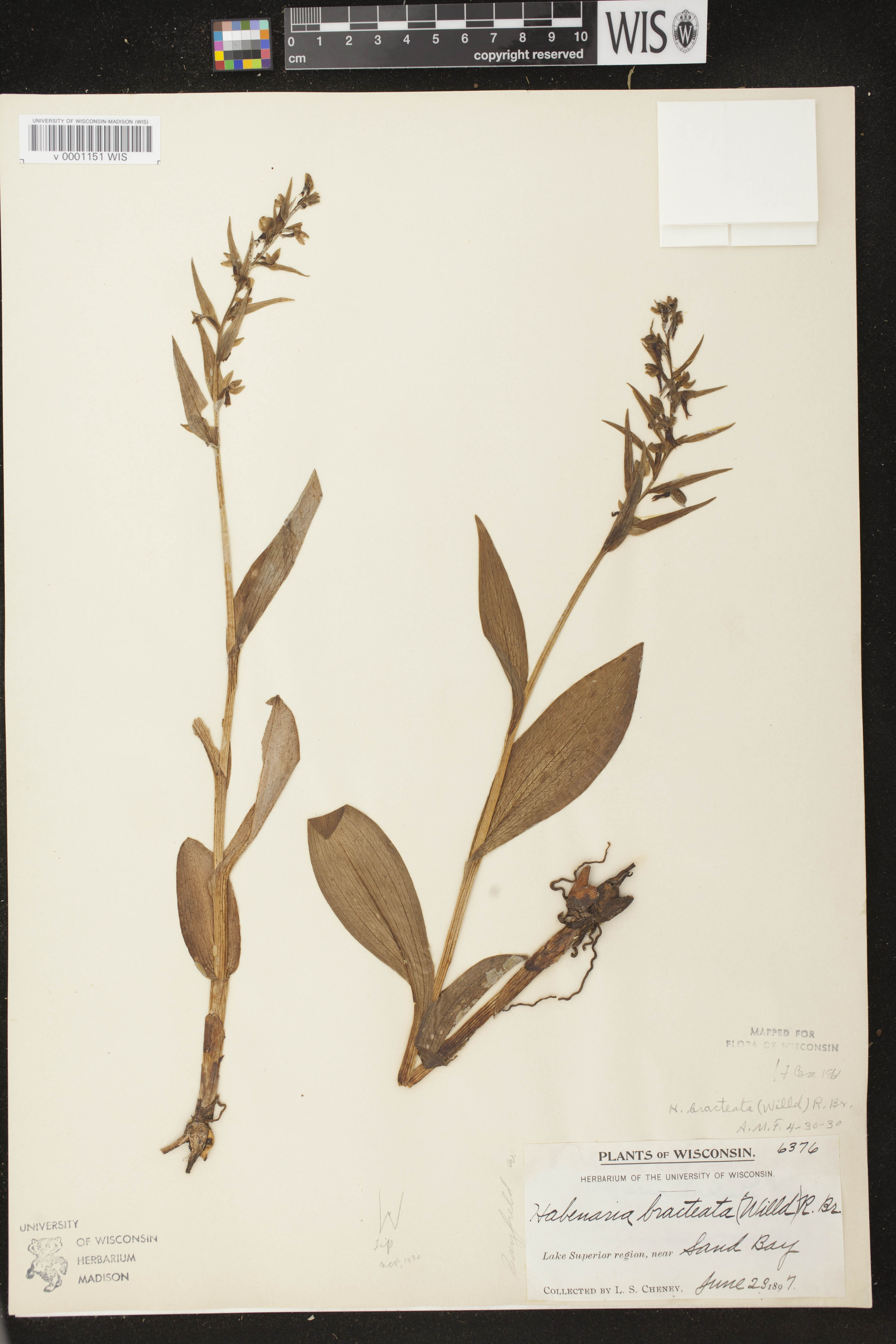 Coeloglossum viride var. virescens image
