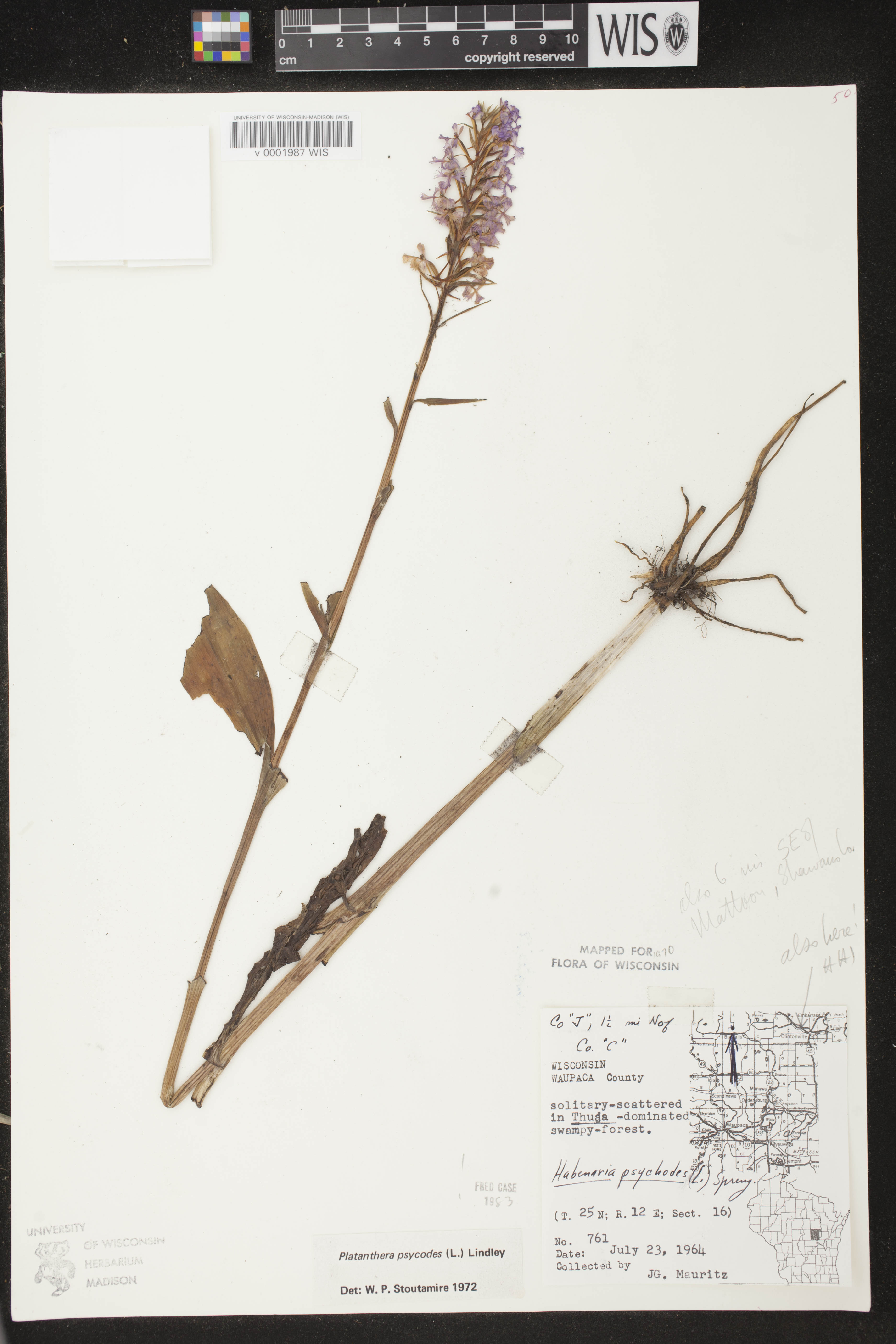 Platanthera psycodes image