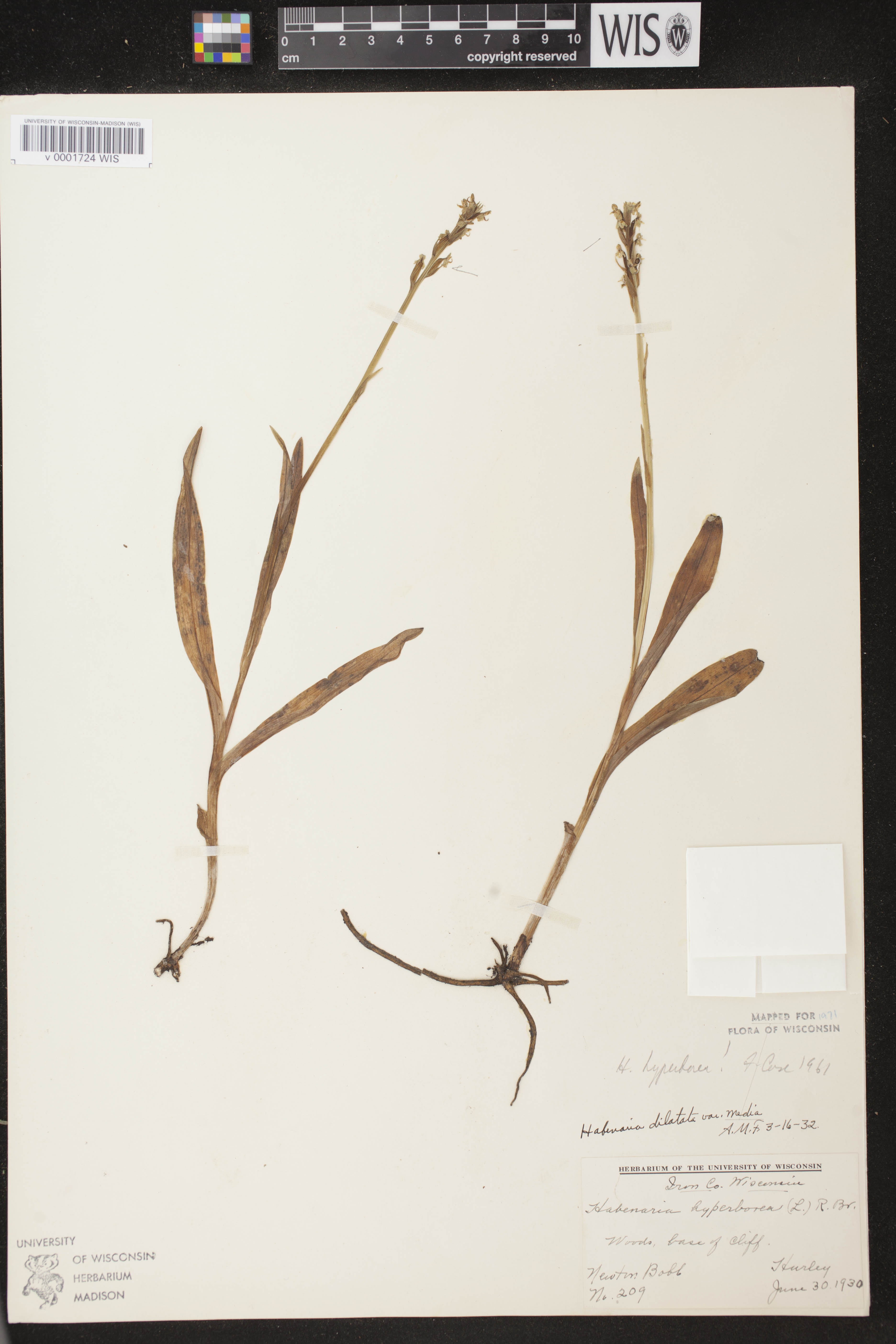 Platanthera huronensis image