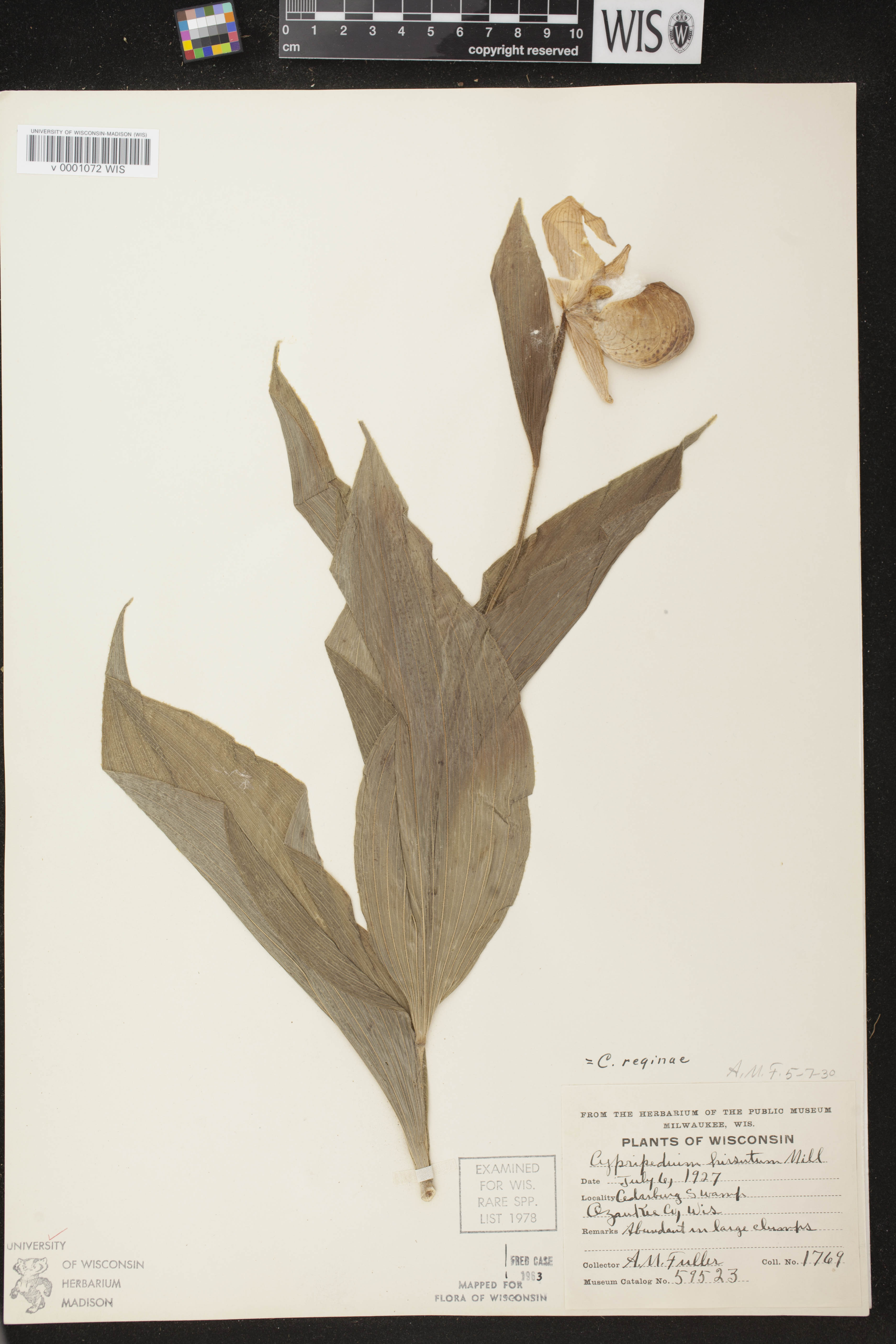 Cypripedium reginae image