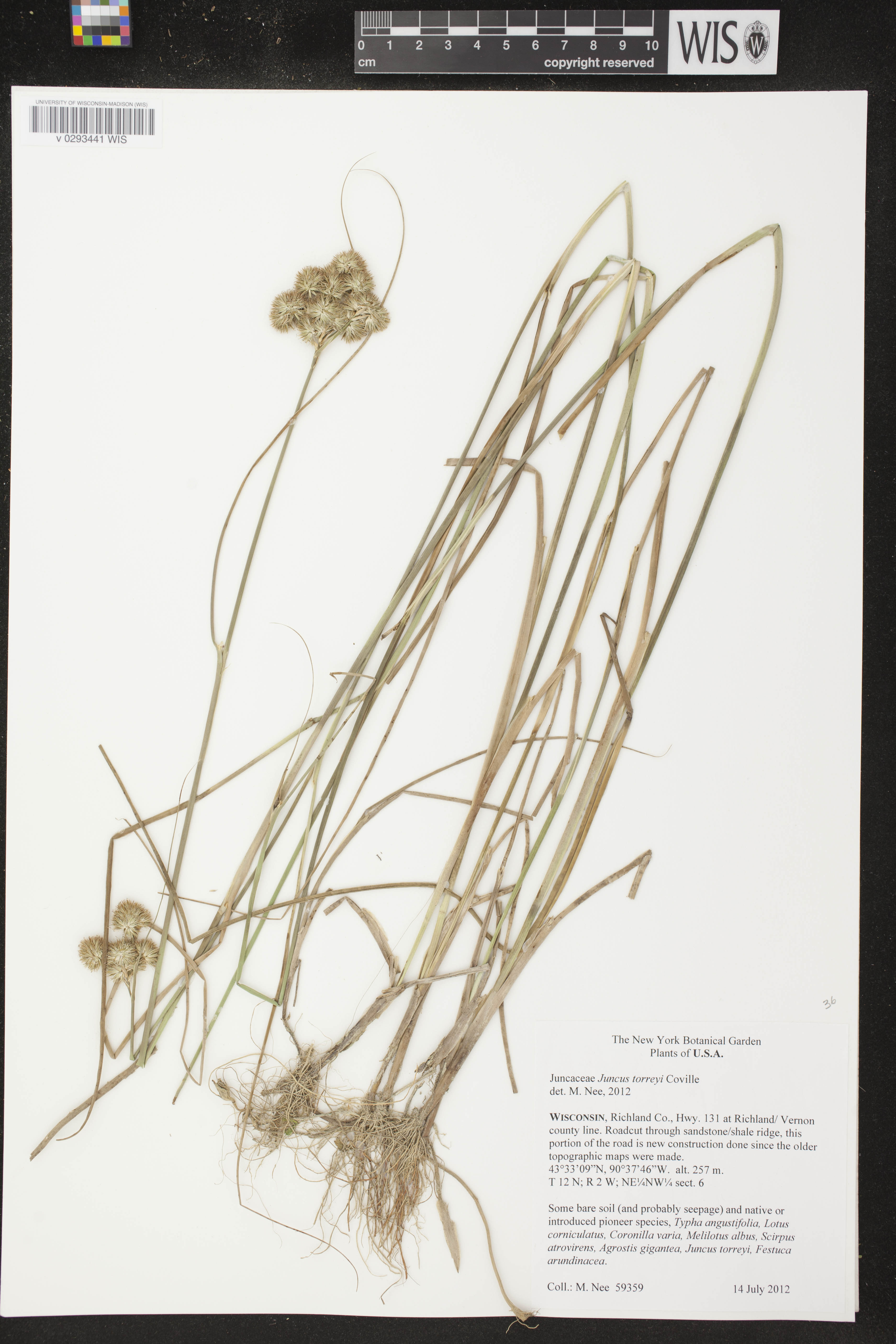 Juncus torreyi image