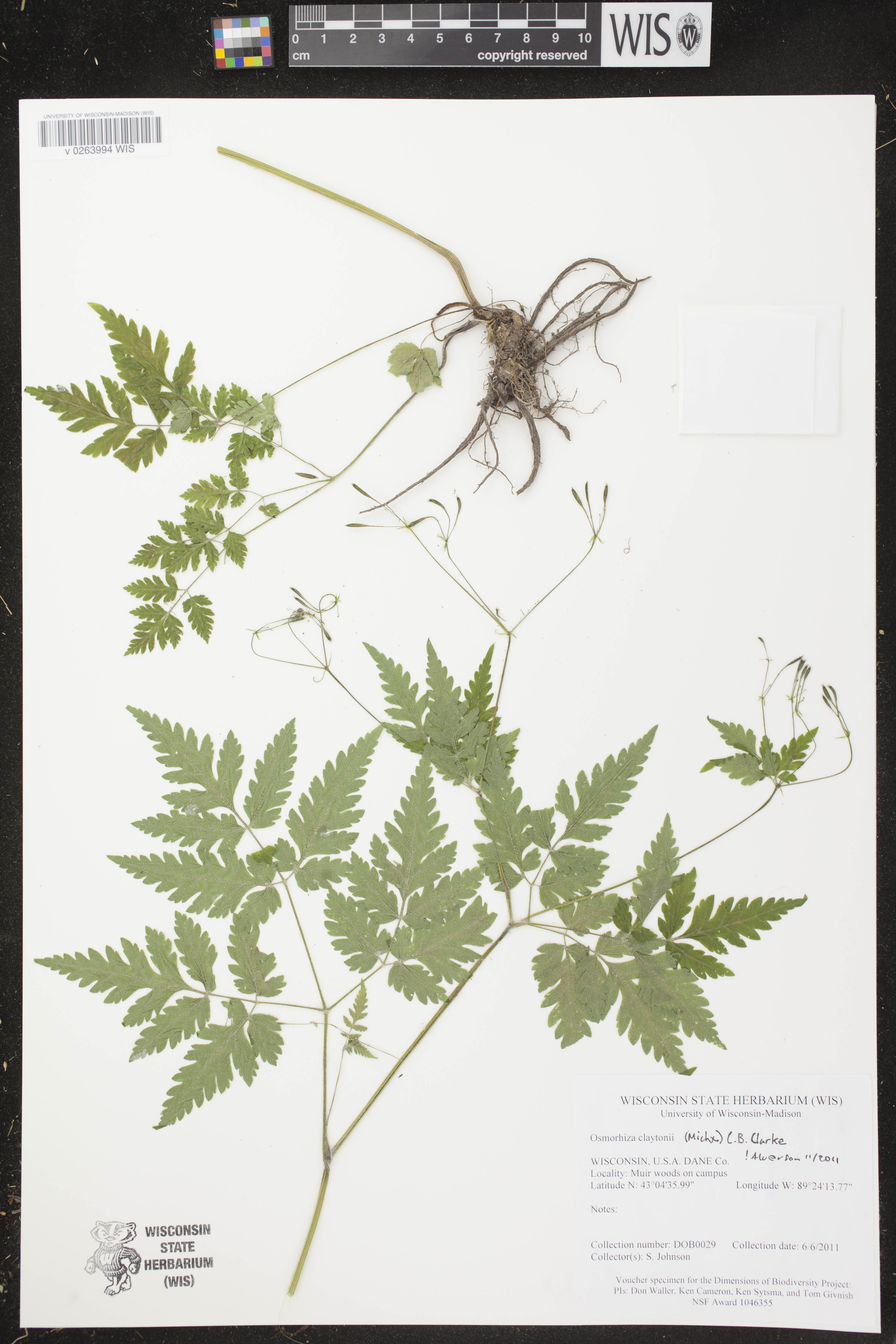 Osmorhiza claytonii image