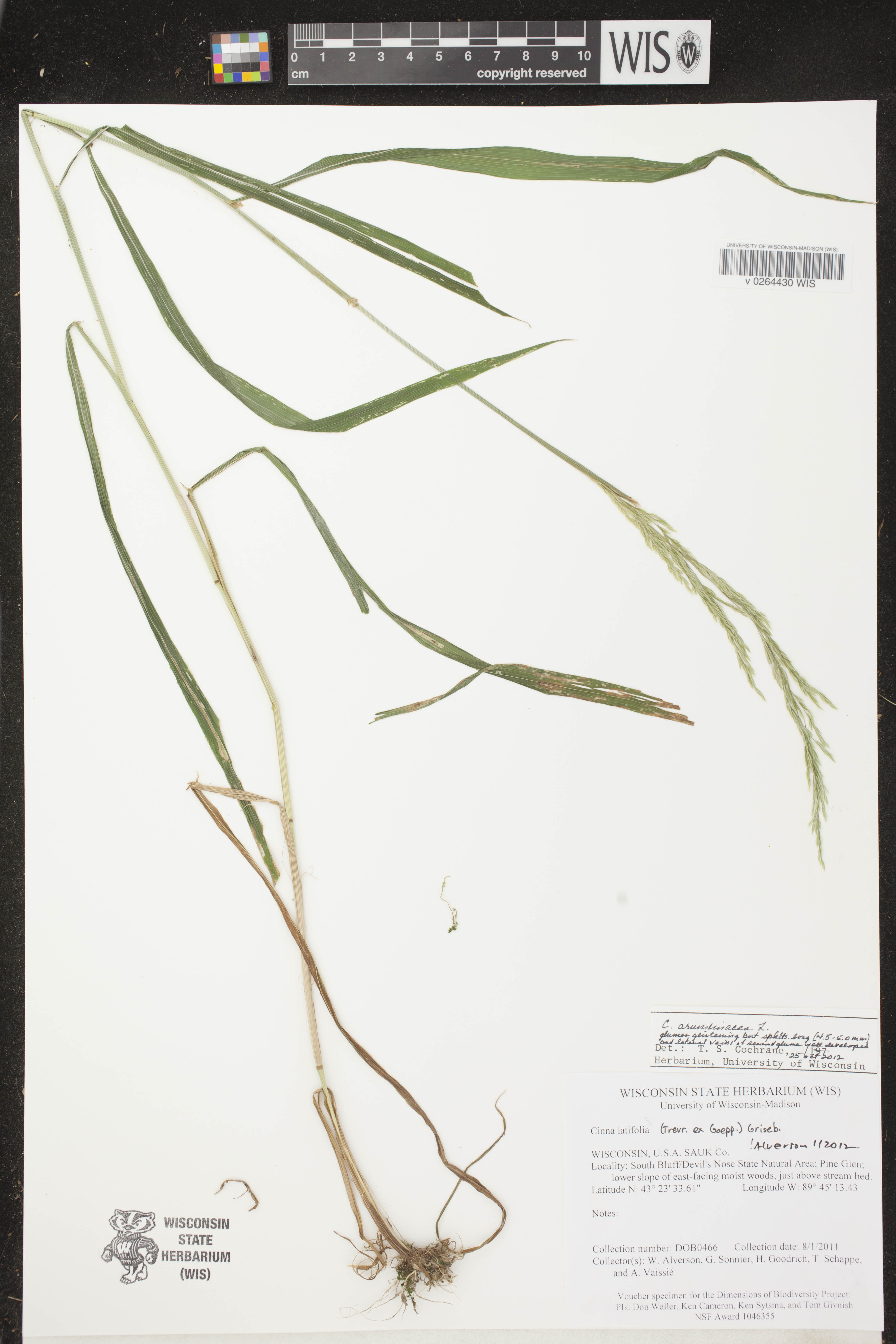 Cinna arundinacea image