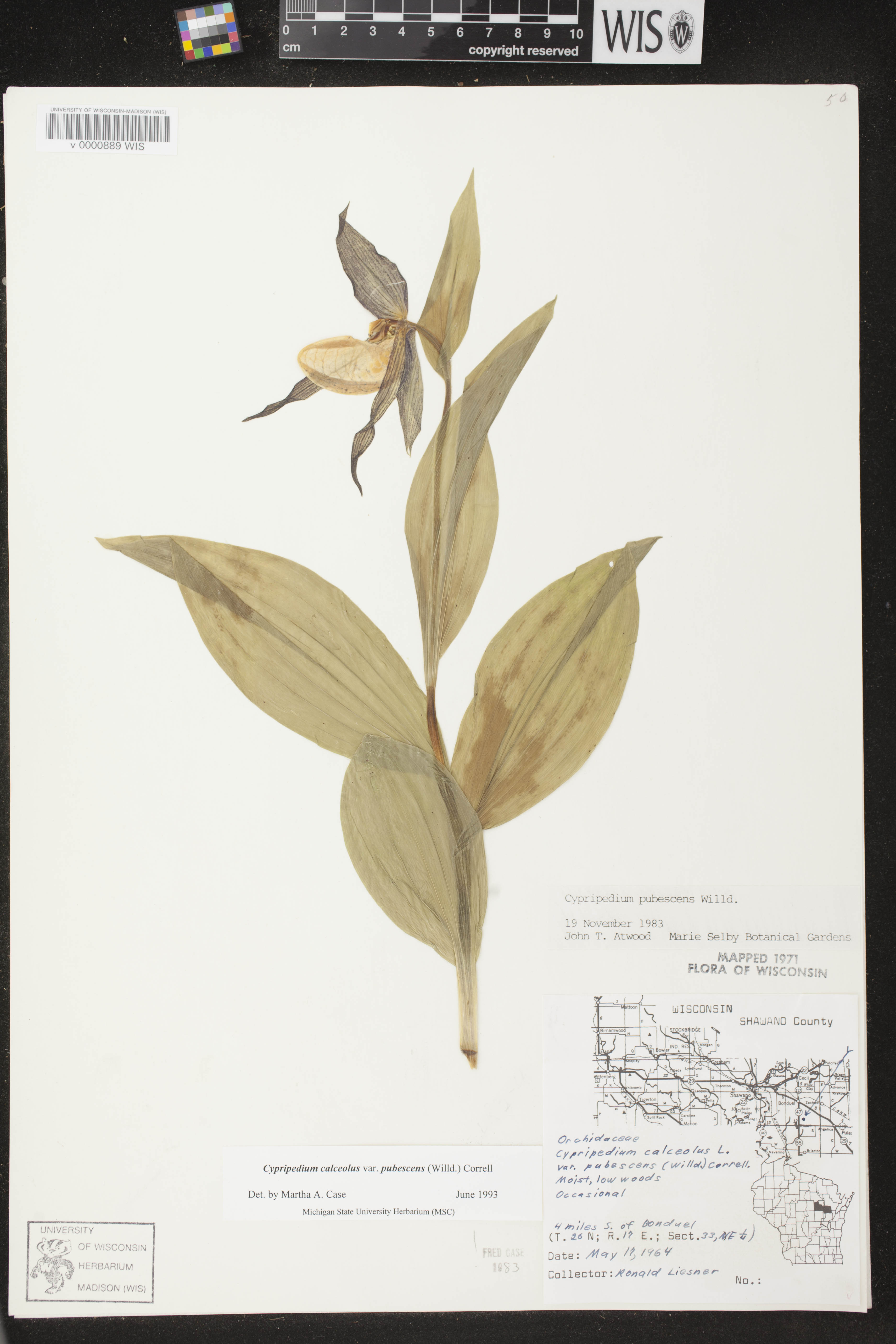 Cypripedium parviflorum image