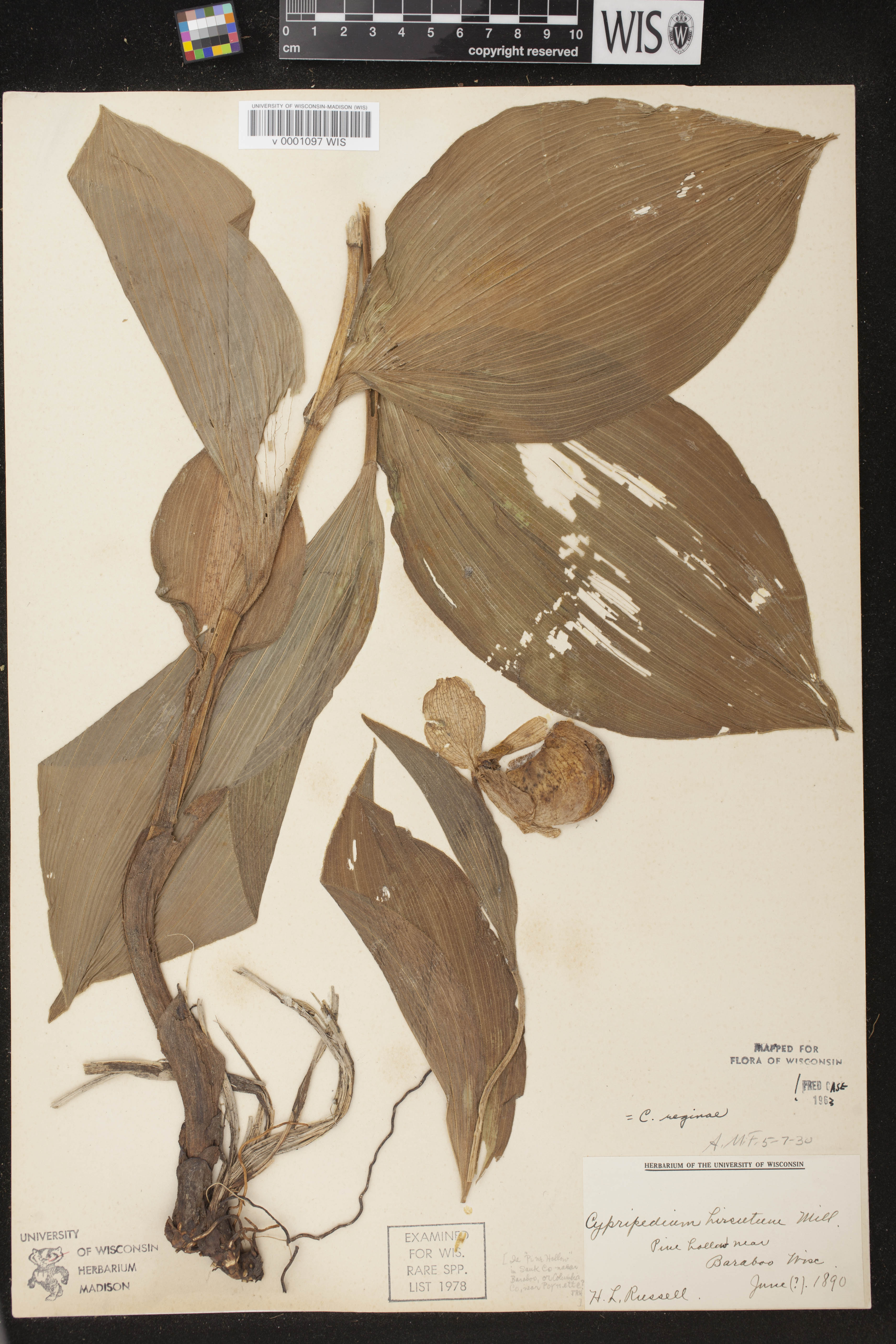 Cypripedium reginae image