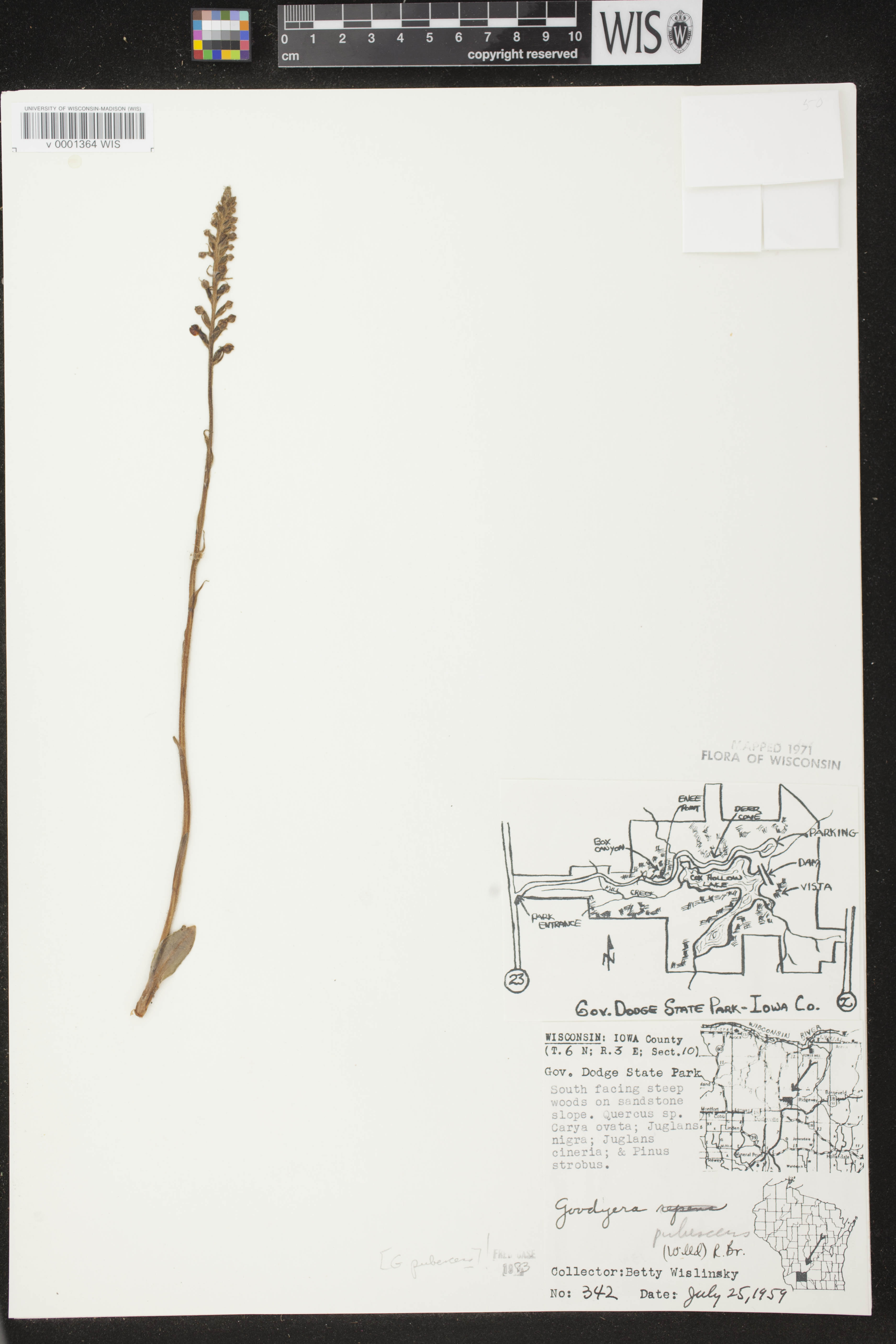Goodyera pubescens image