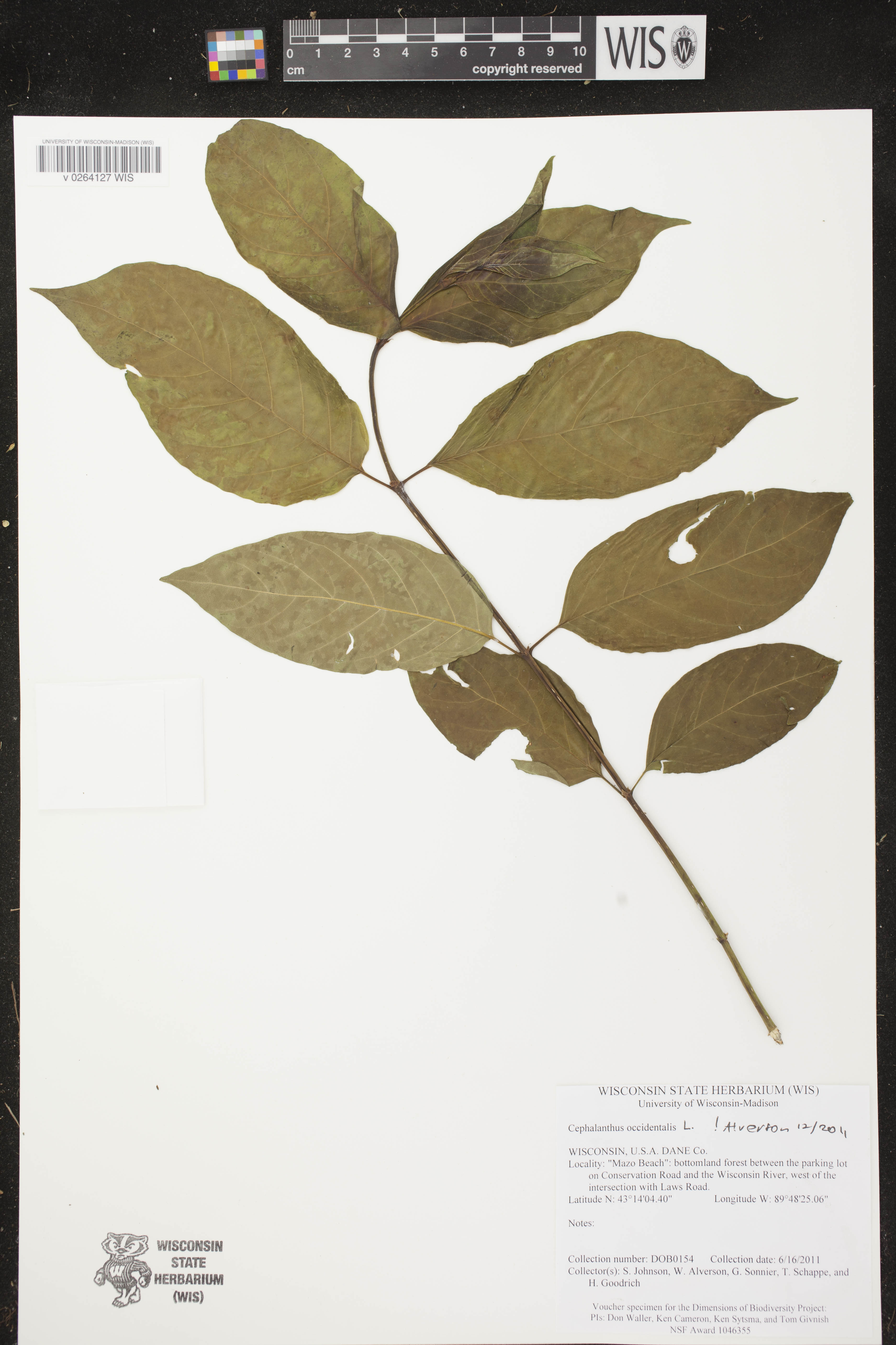 Cephalanthus occidentalis image