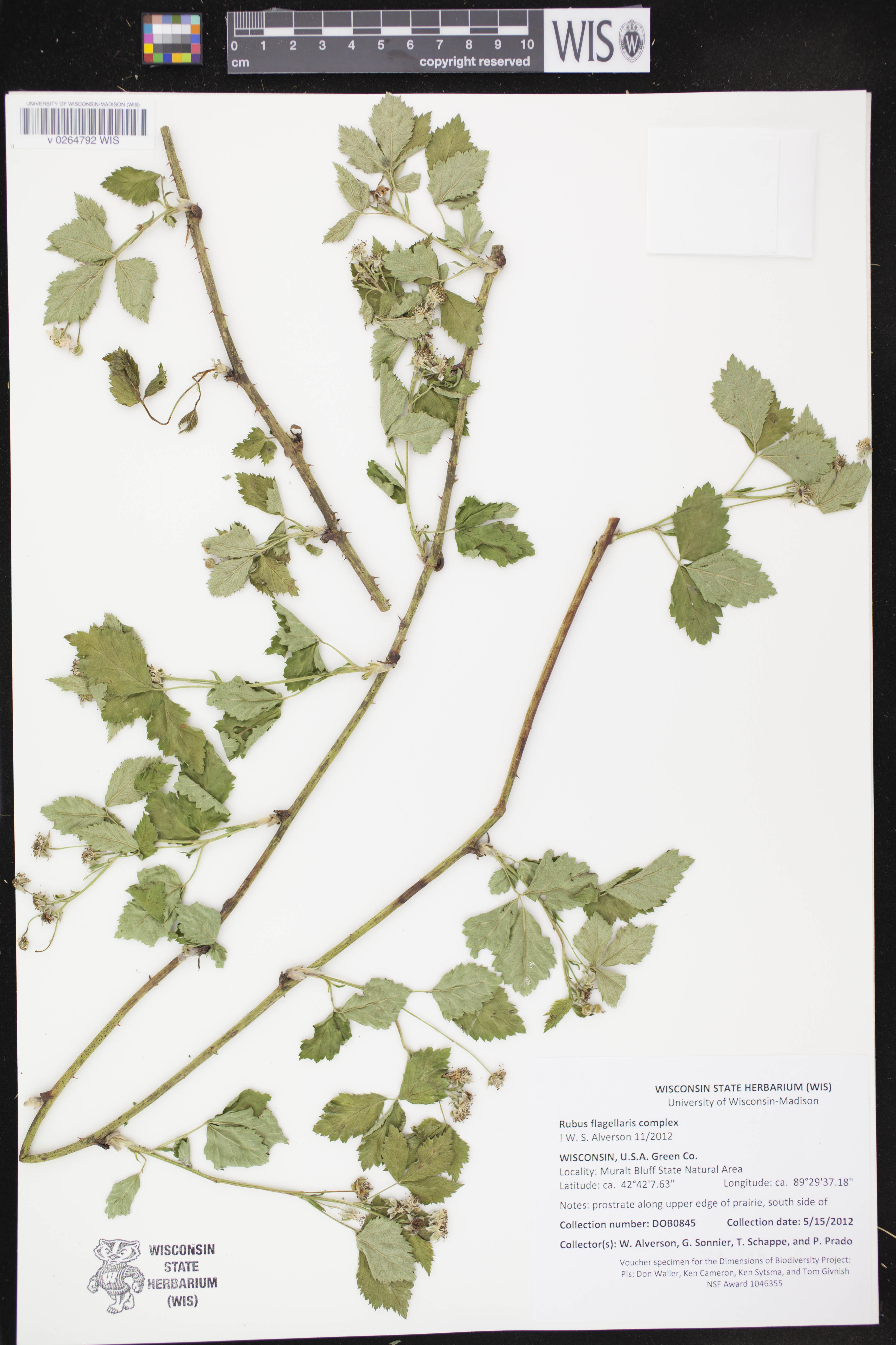 Rubus flagellaris image