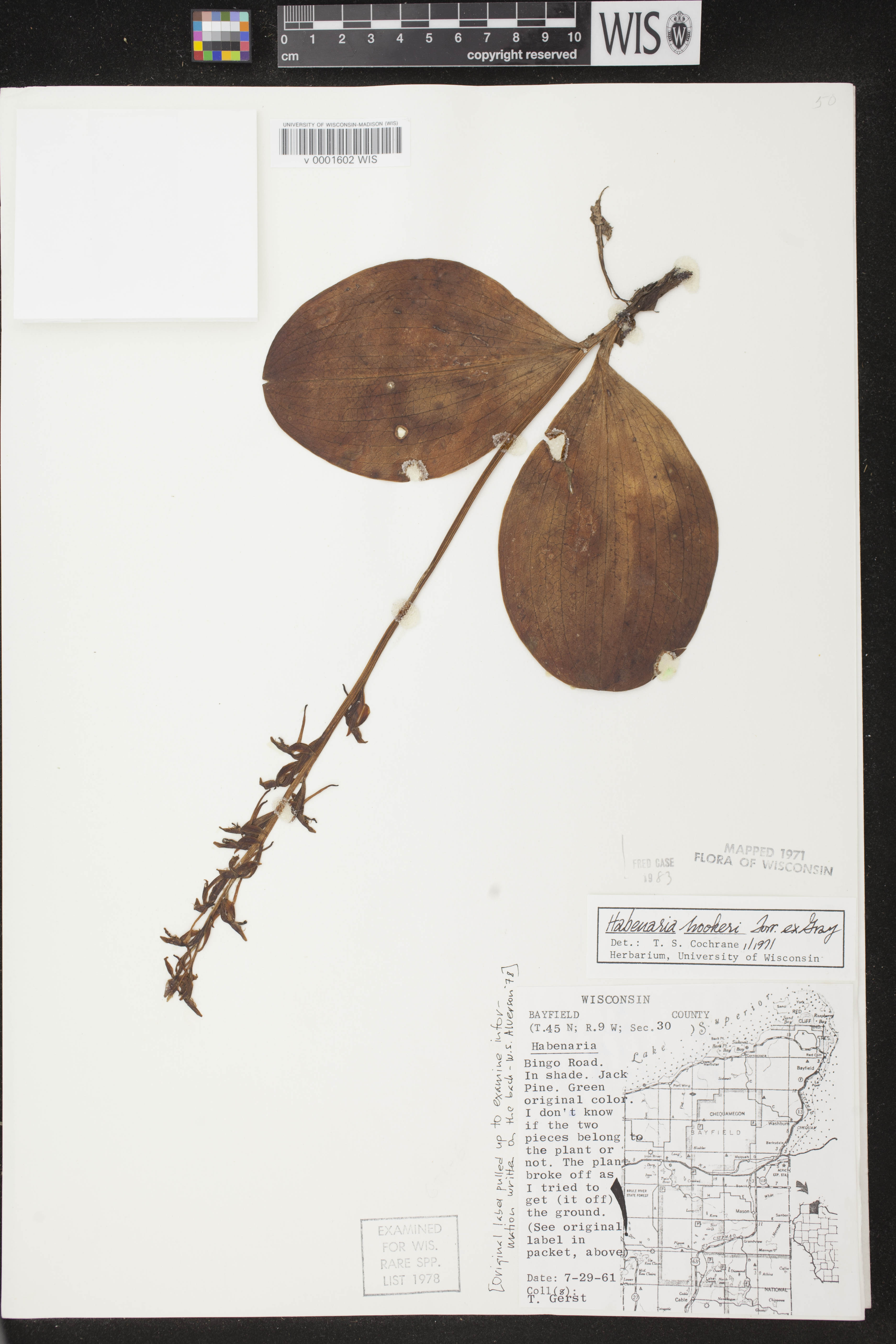 Platanthera hookeri image