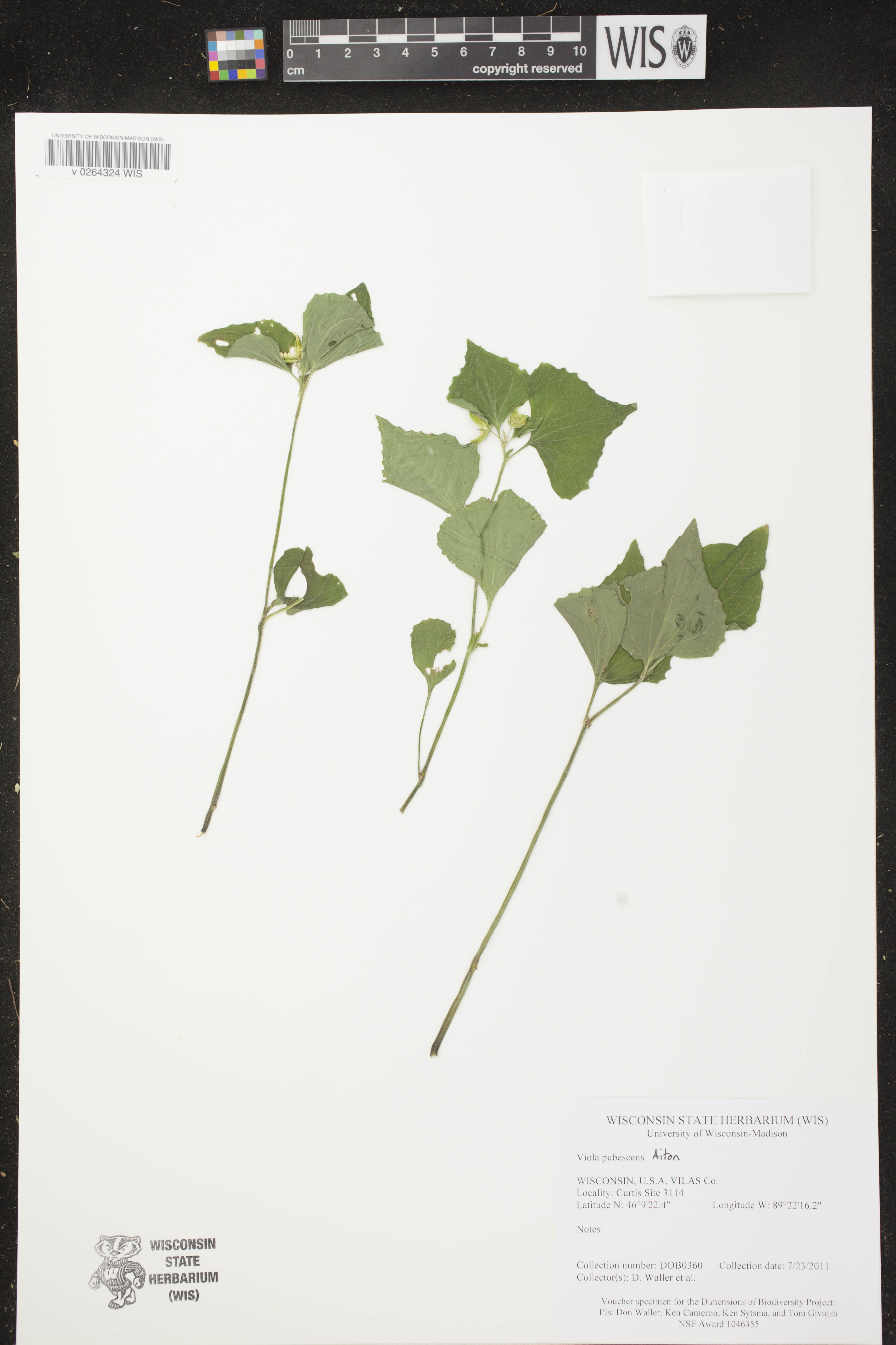 Viola pubescens image