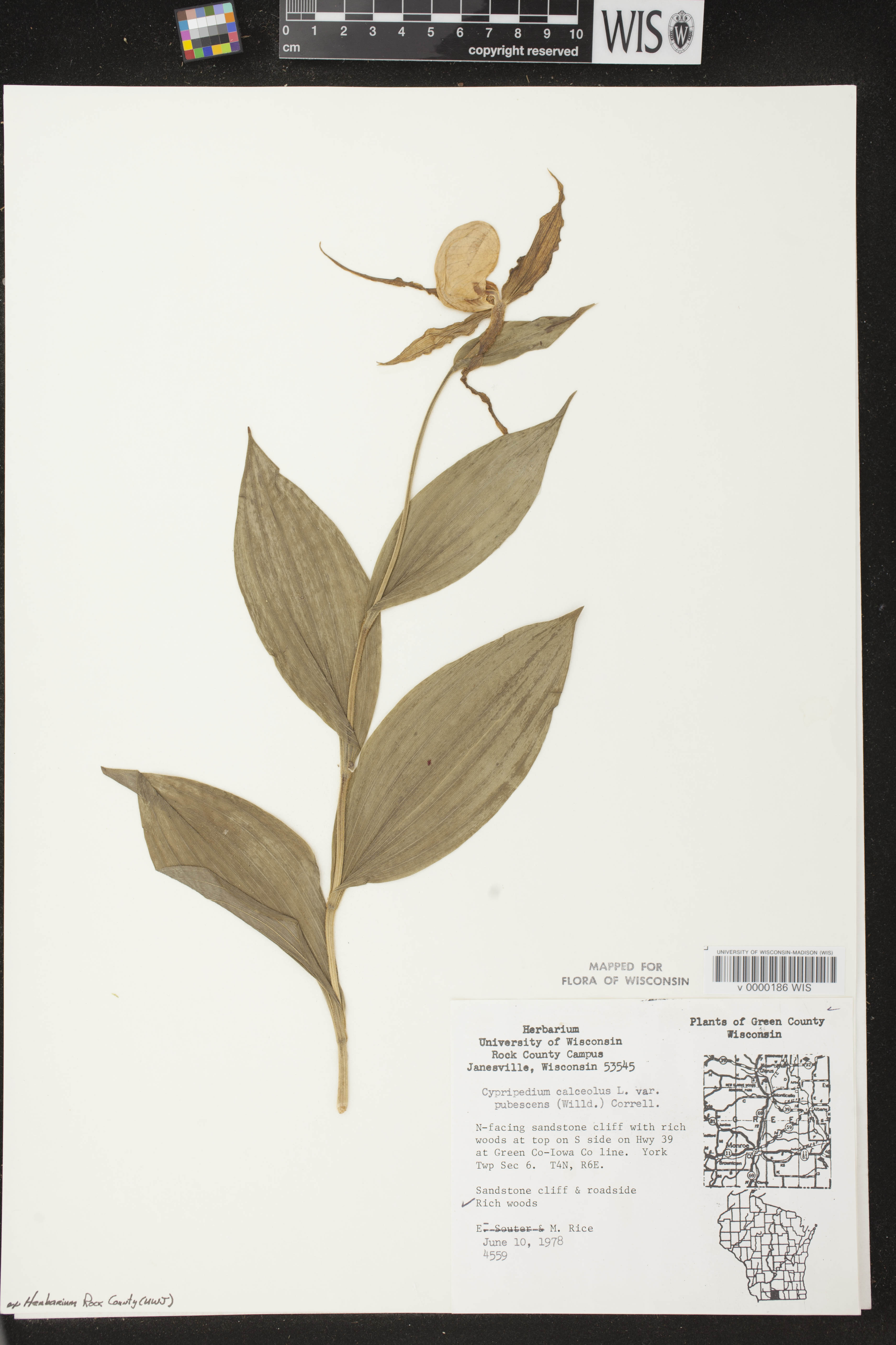 Cypripedium parviflorum image
